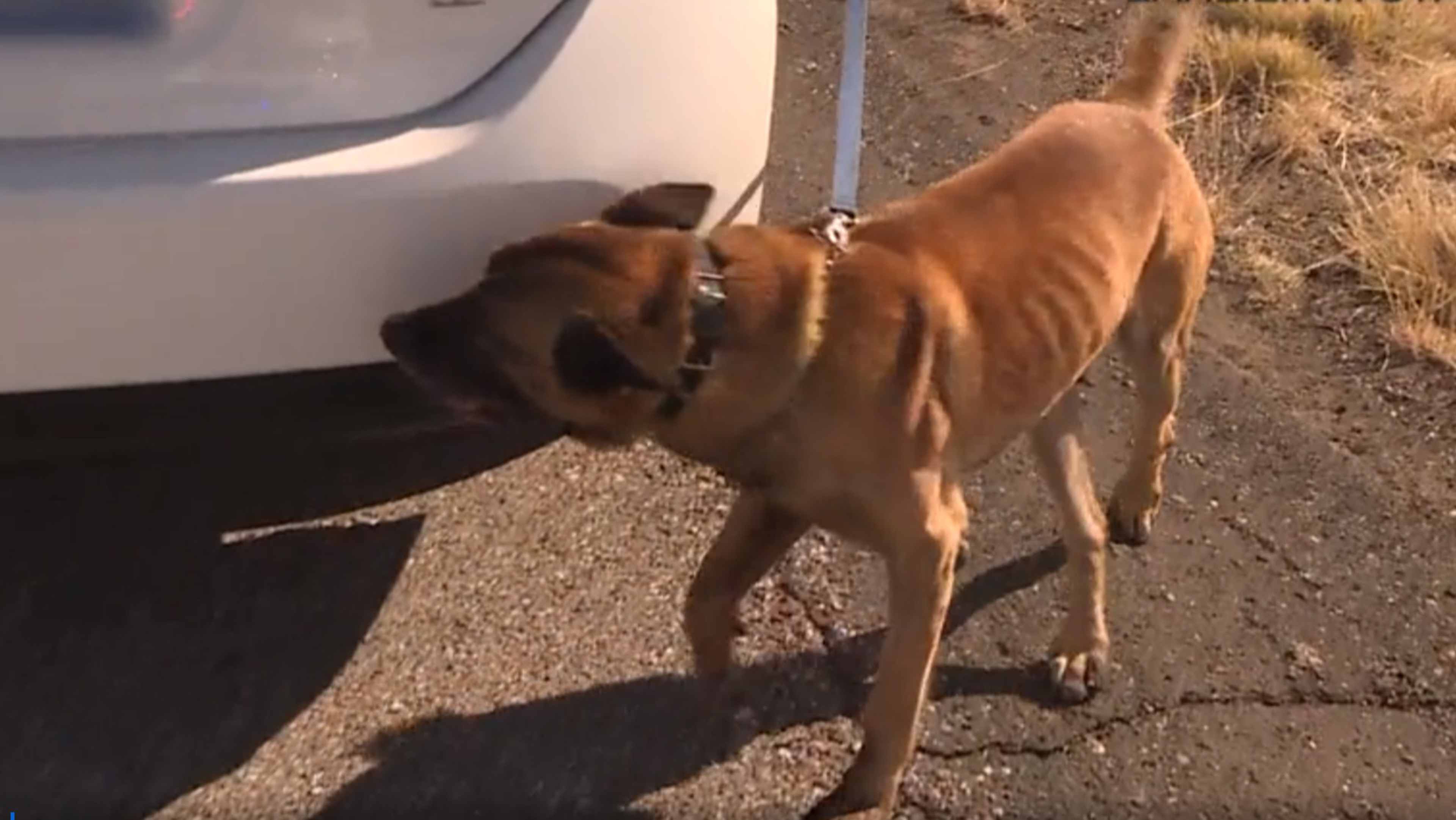 A brown dog stands on a dirt path next to a parked vehicle, with a grassy, rural landscape visible in the background.