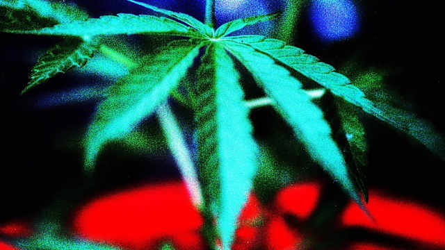 A close-up of a Marijuana leaf.