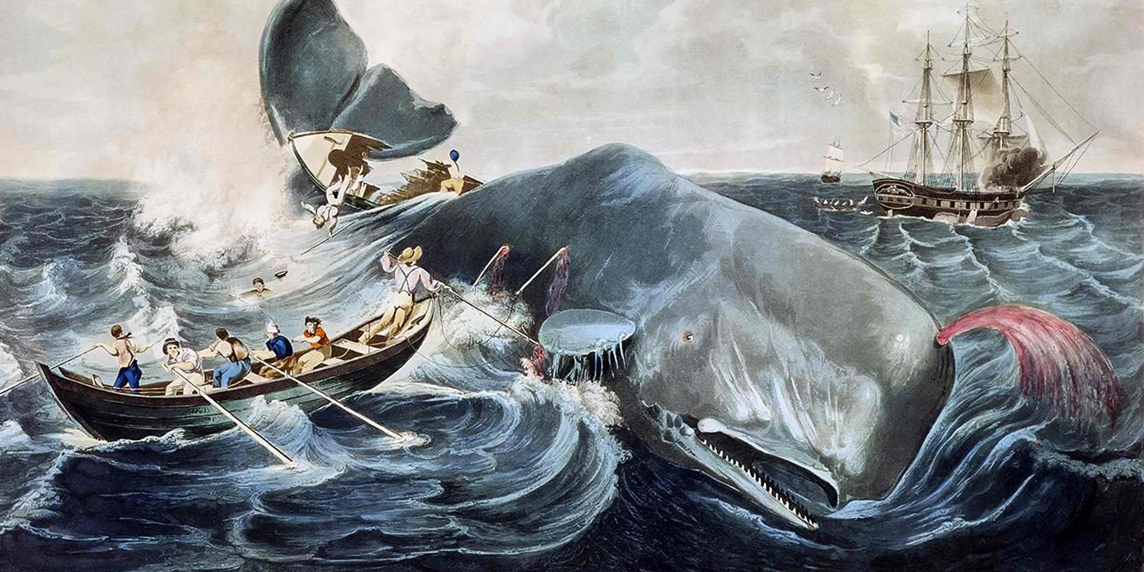 USA: A model for Herman Melville's Moby Dick (1851). 'Capturing a Sperm Whale', coloured engraving by J. Hill, 1835, after William Page (1811-1885)