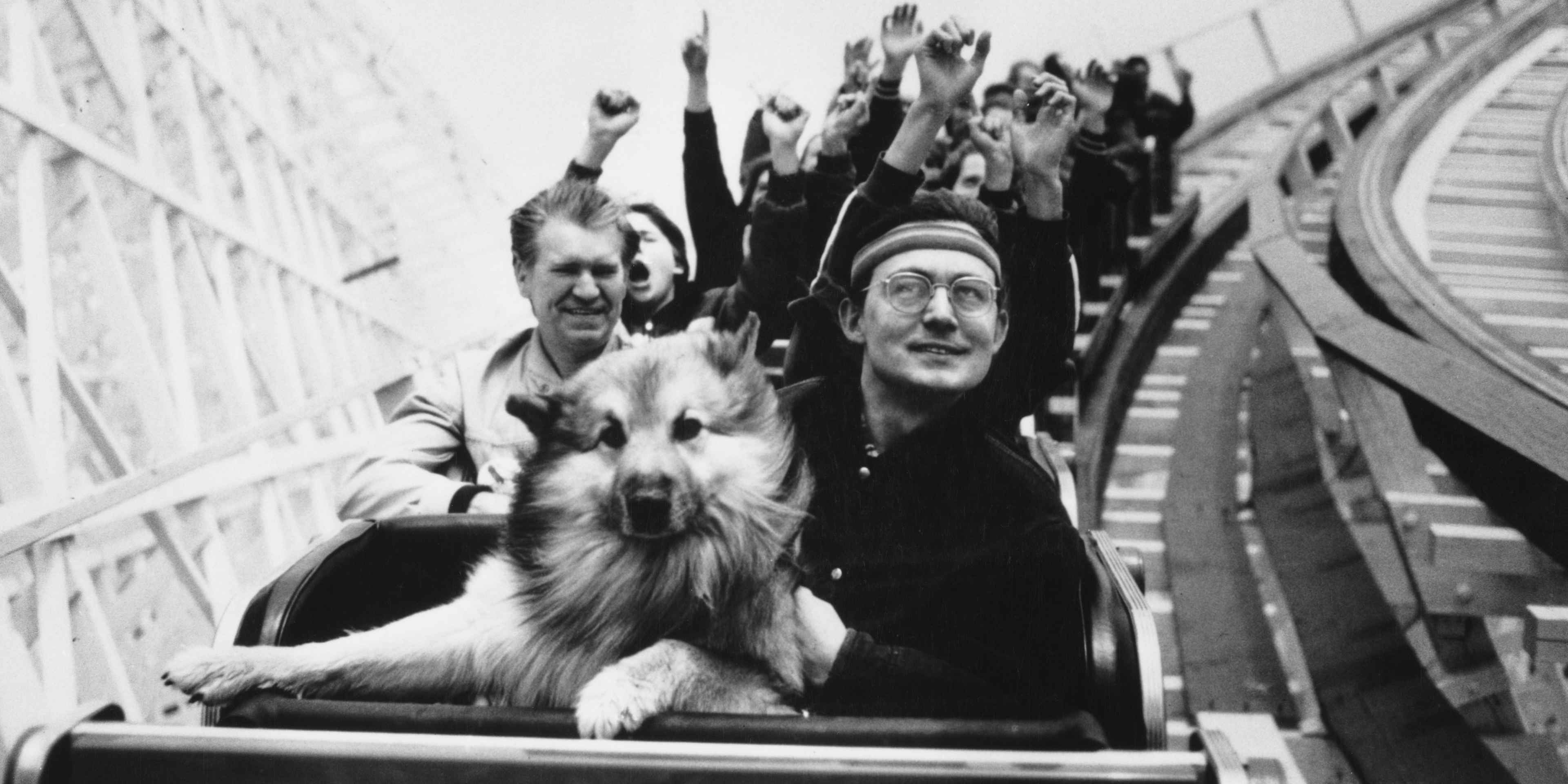 Rollercoaster Dog