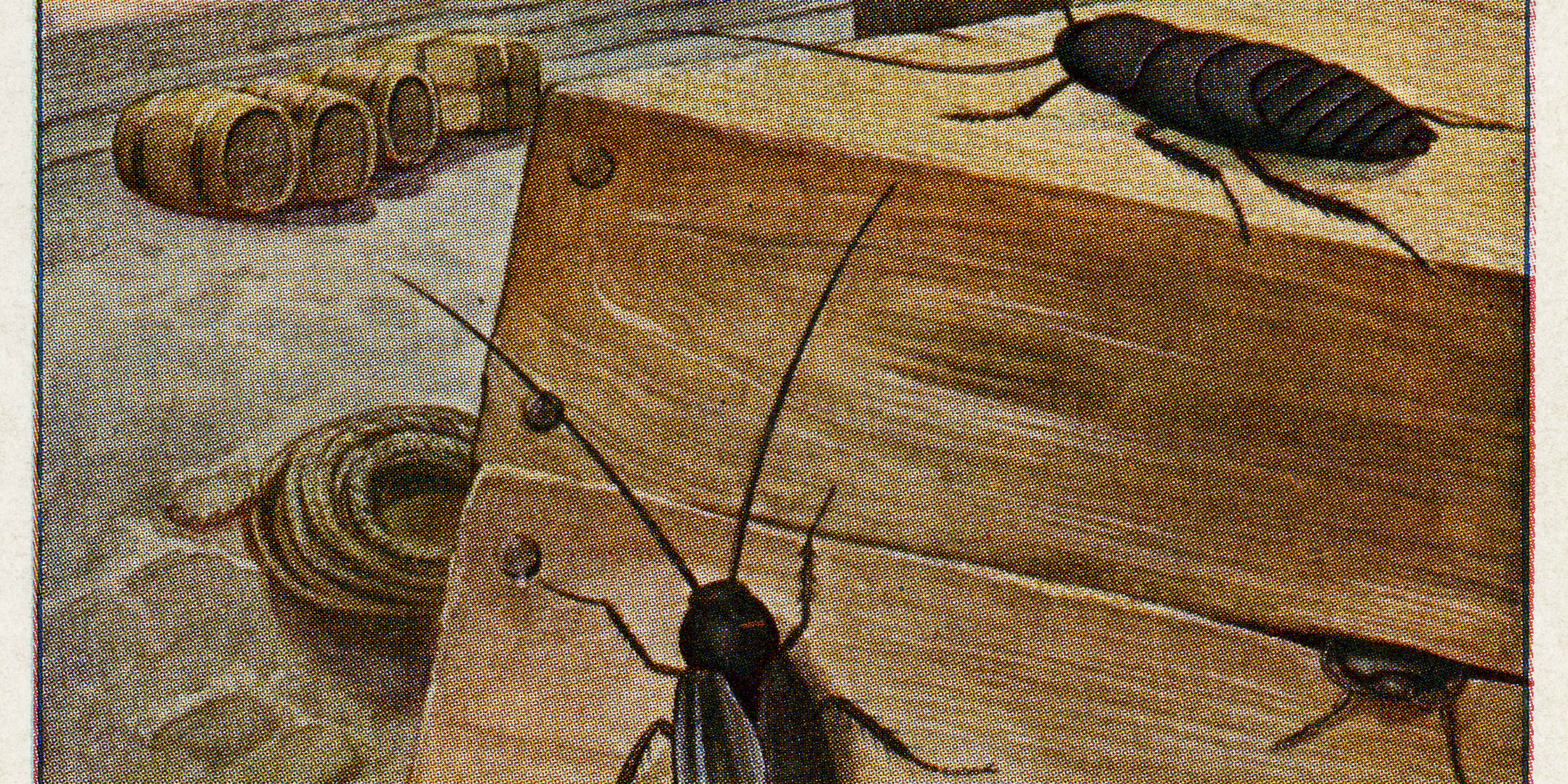Orthoptera