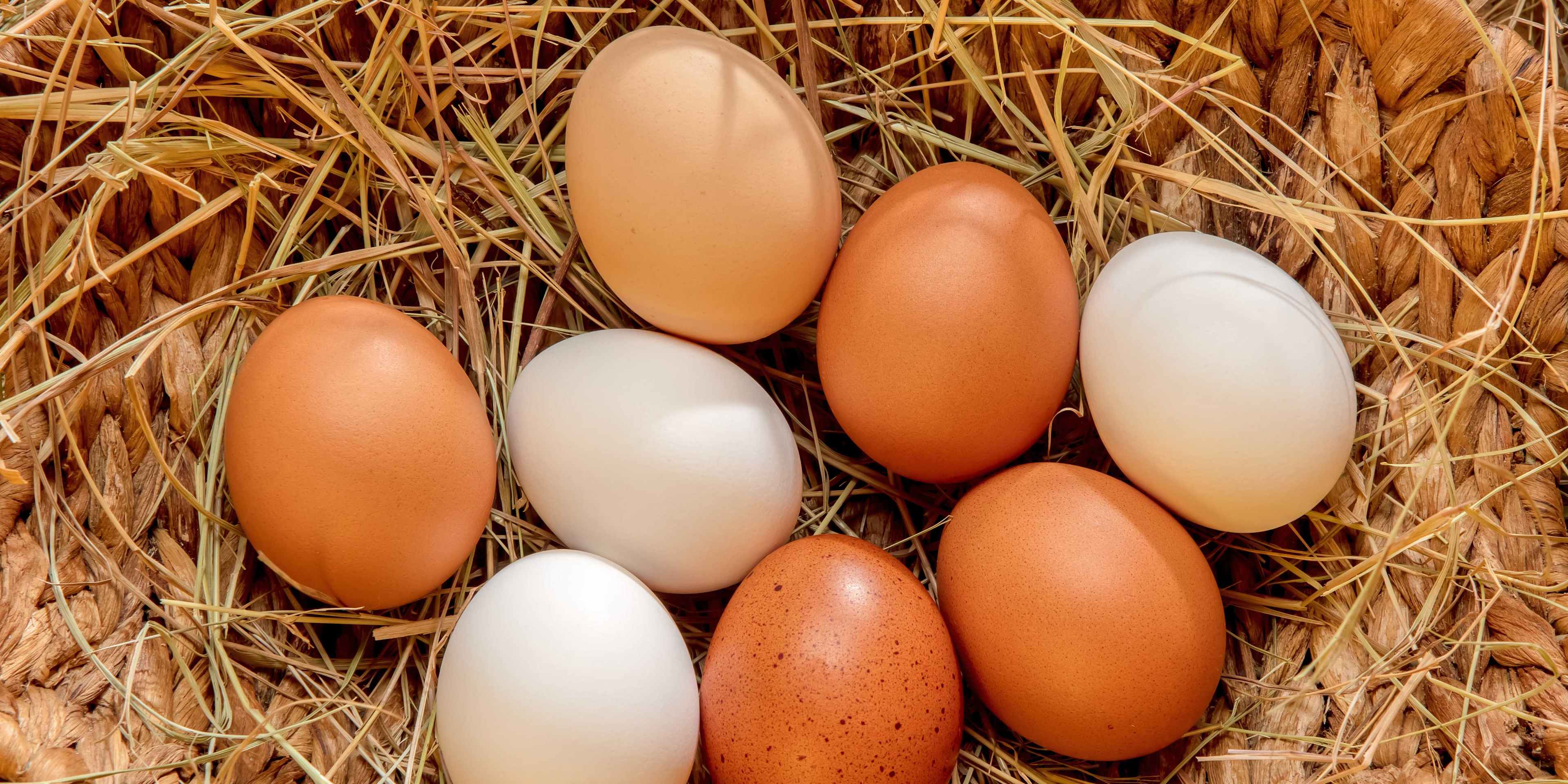 Humans Have Been Eating Eggs for Millions of Years | HISTORY