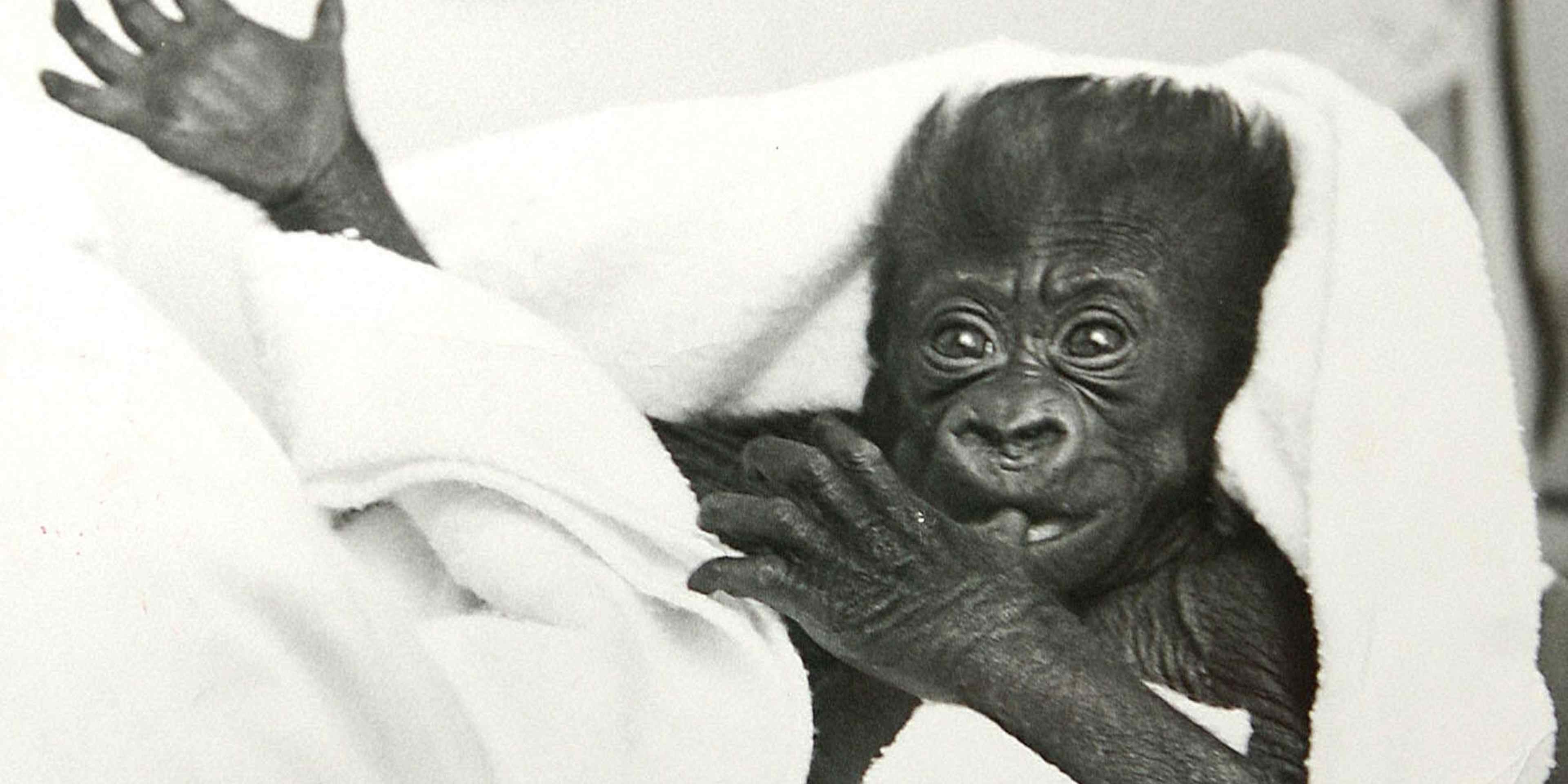 COLO THE BABY GORILLA .  

COLUMBUS ZOO RUNS THE GORILLA SURROGACY PROGRAMME WHICH TEACHES BABY GORILLAS WHO HAVE BEEN REJECTED BY THEIR MOTHERS TO ACT AND BEHAVE LIKE GORILLAS. THEY ARE TAUGHT BY HUMANS, THEN REINTRODUCED TO A SURROGATE GORILLA MOTHER. COLUMBUS ZOO, OHIO. 

MUST BE CAPTIONED GARYROBERTS/WORLDWIDEFEATURES.COM