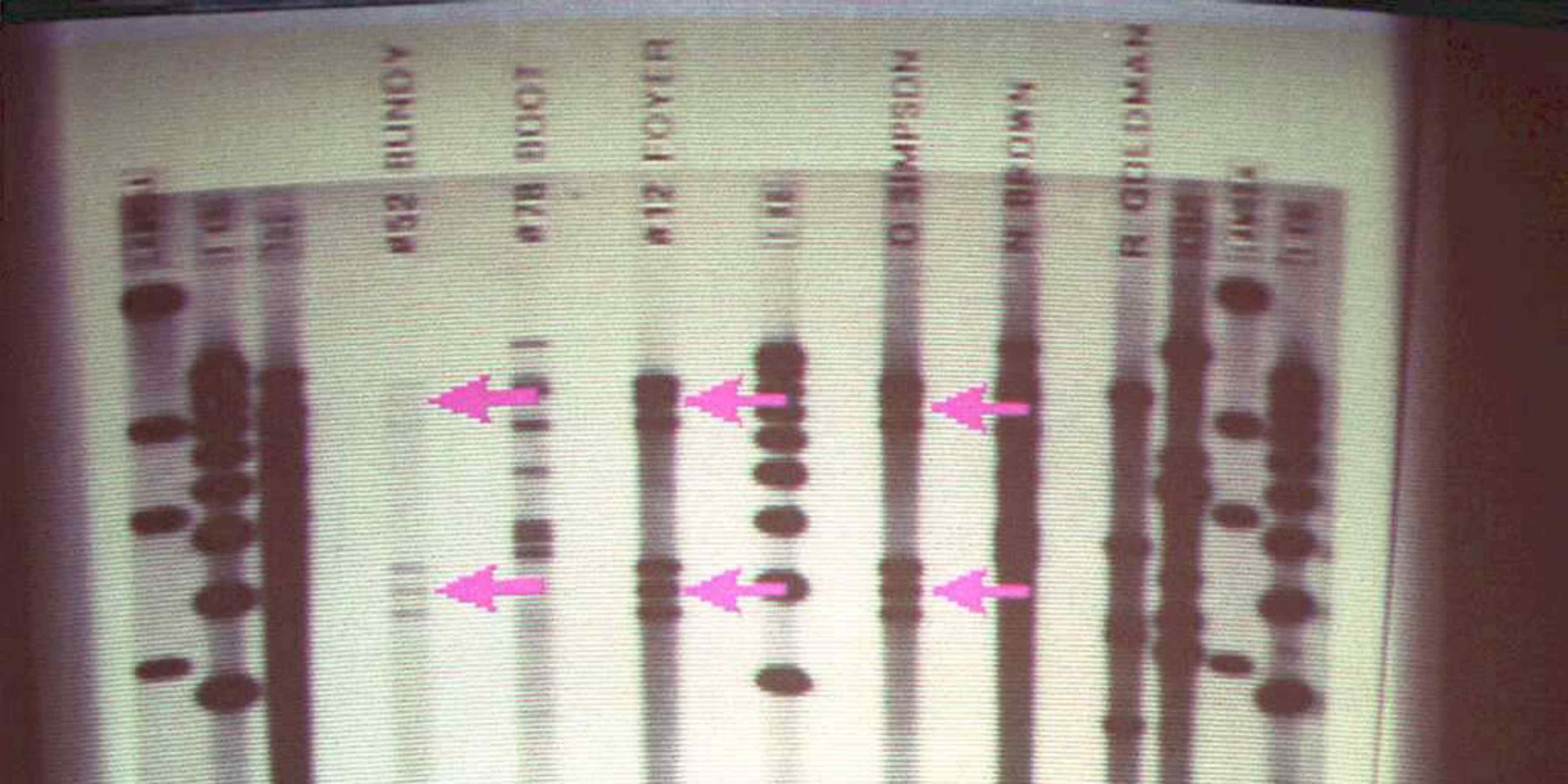 This DNA film, projected 10 May as evidence in the