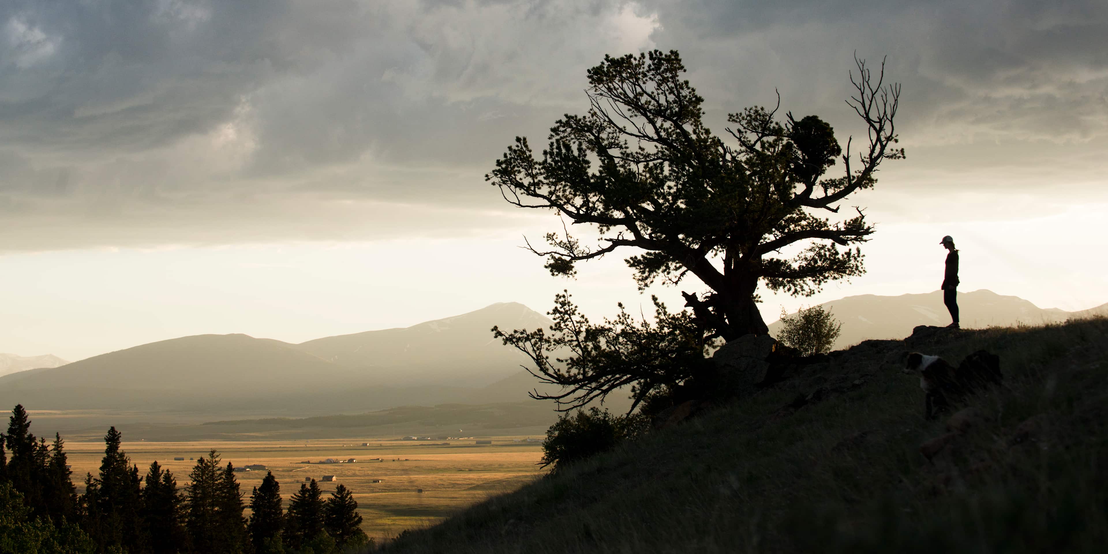 Admiring a Bristlecone Pine in the San Luis Valley