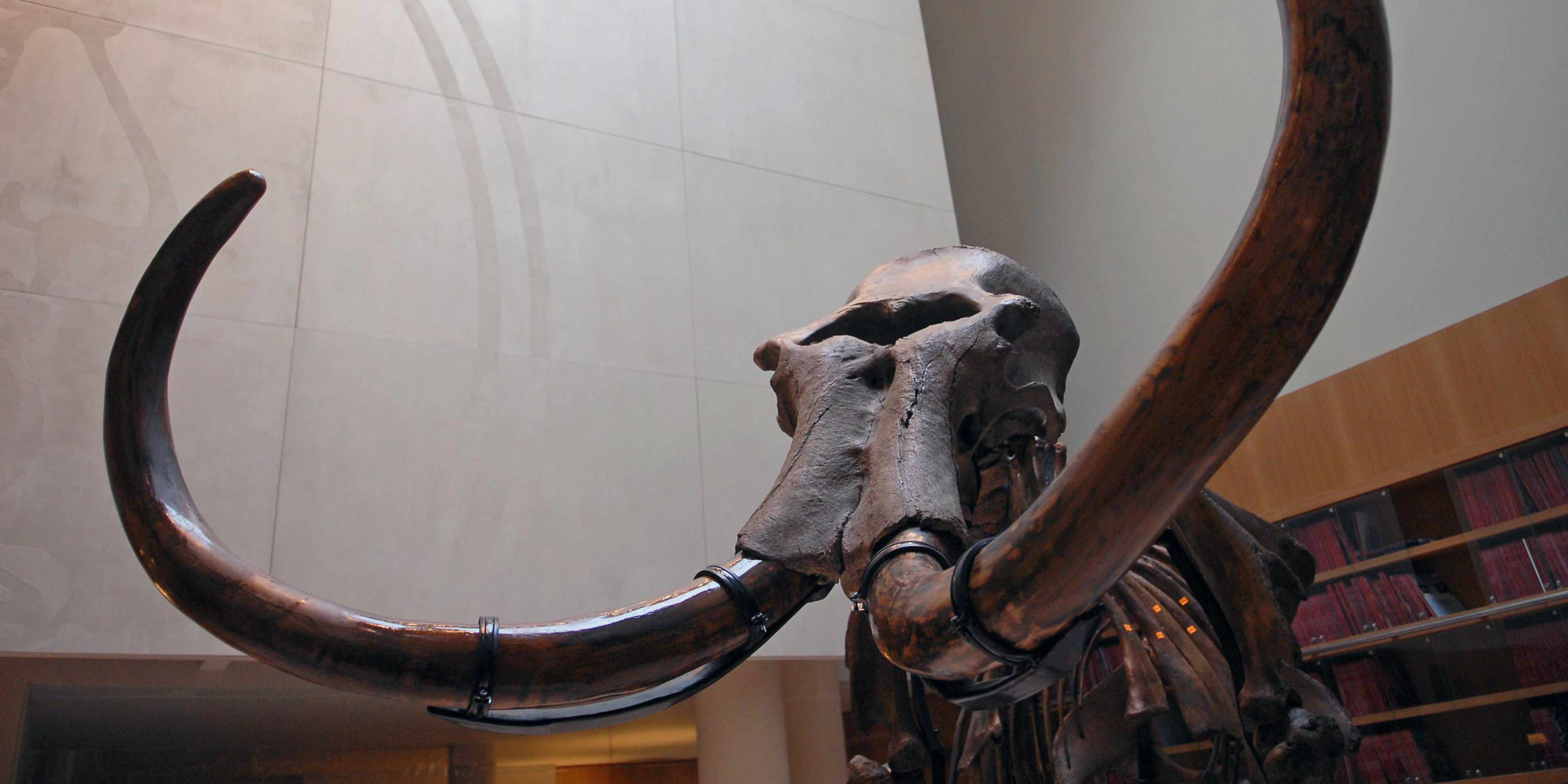 A large mammoth skeleton is seen on display at Christie's in