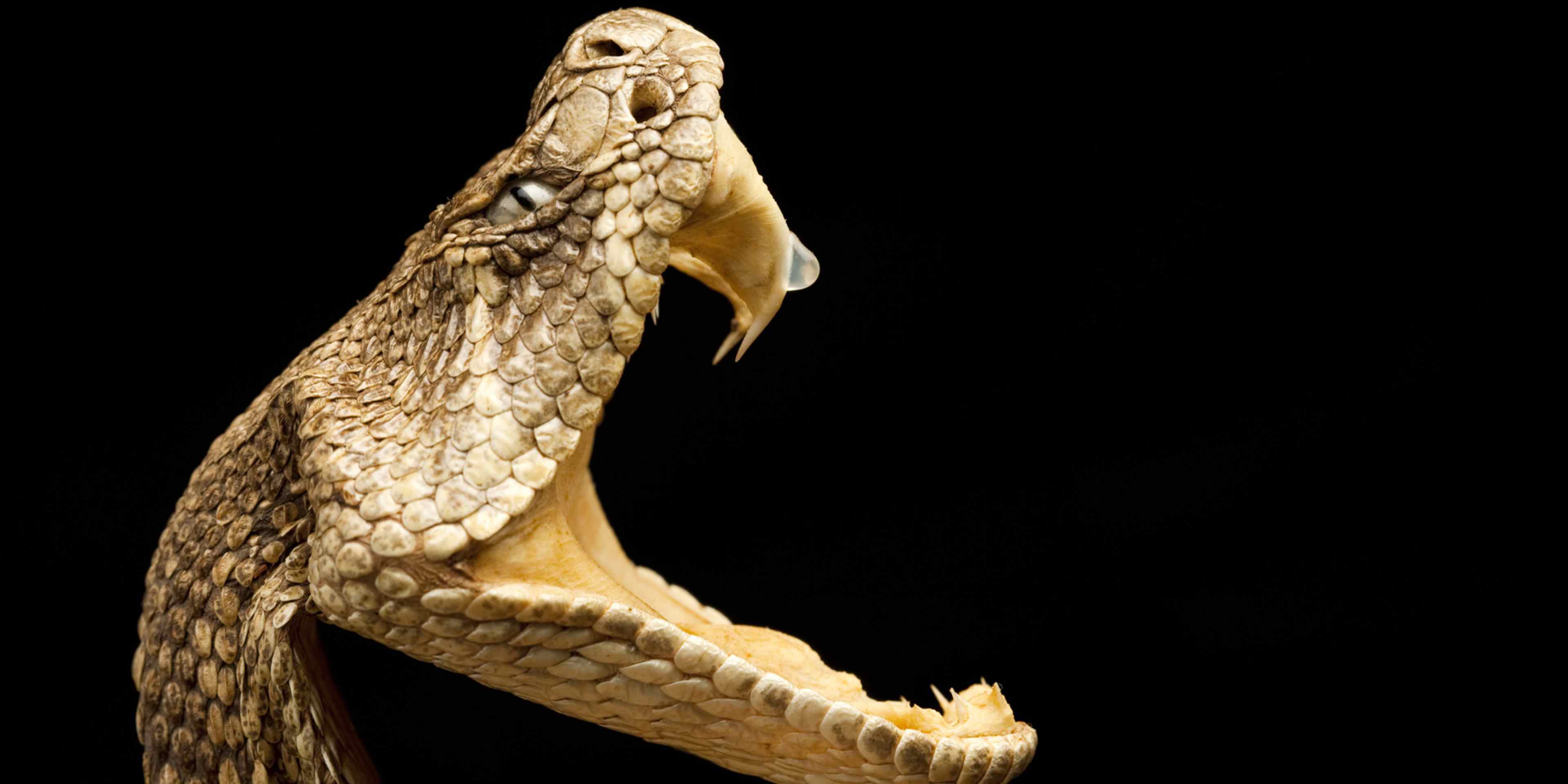 A close-up view of a snake's head, with its mouth open and revealing its sharp fangs against a dark background.