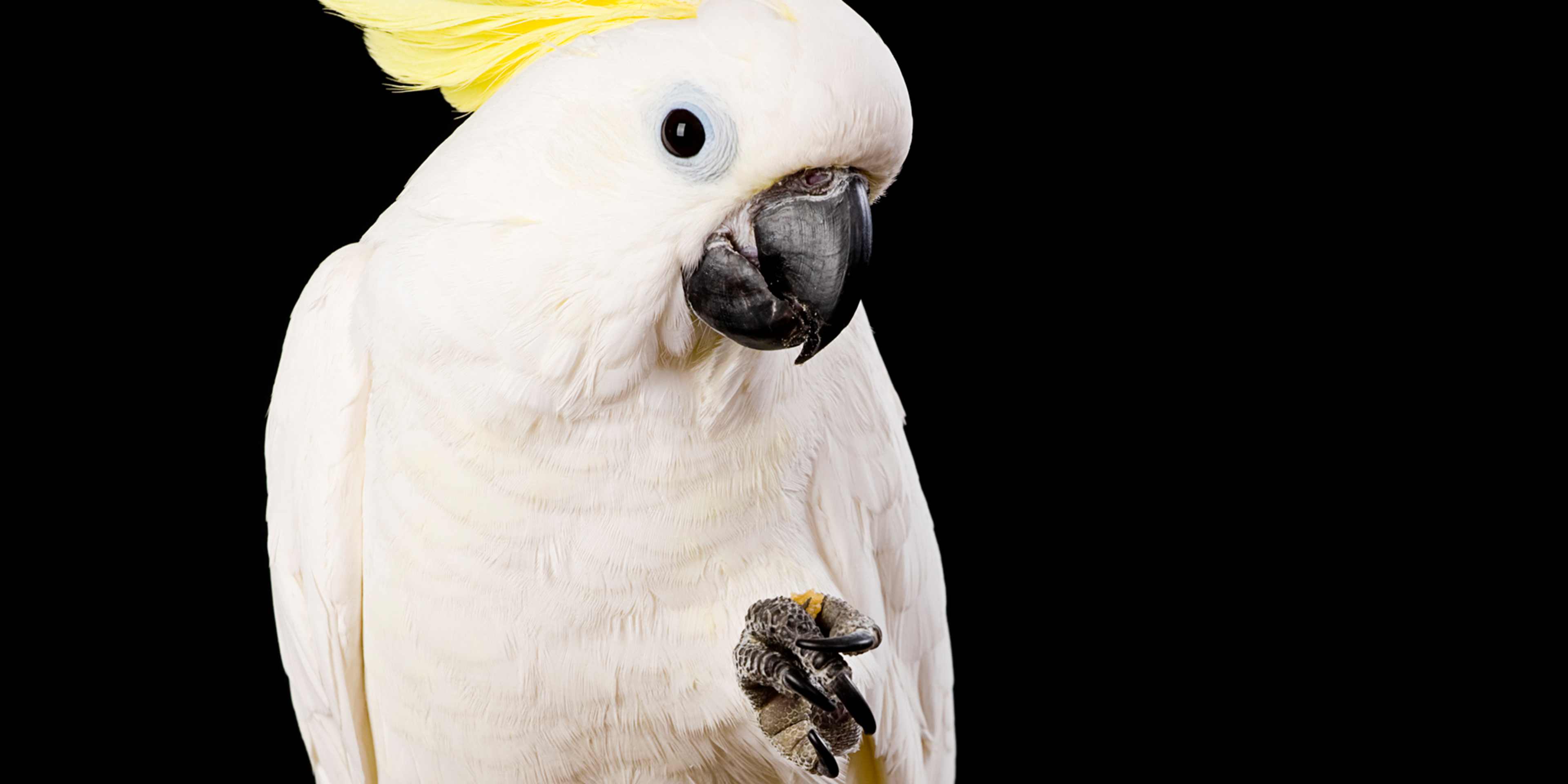 Sulfur Crested Cockatoo Close-Up