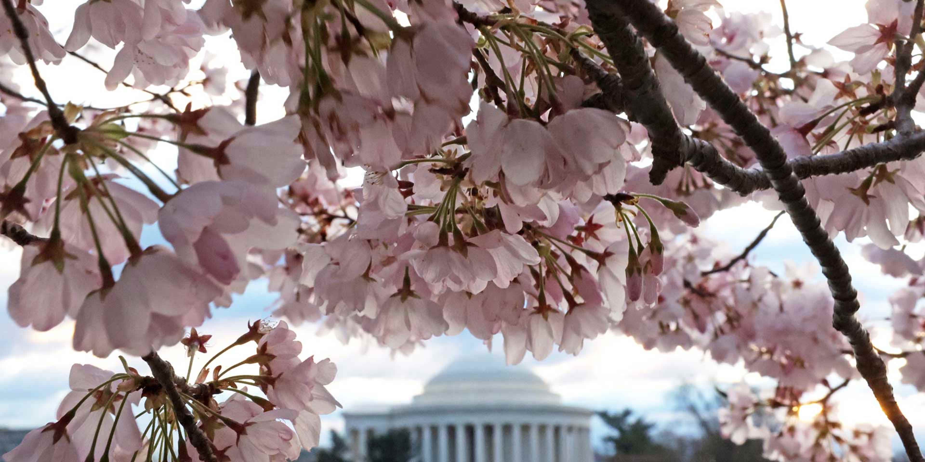 Cherry trees in full bloom on March 19, 2024 in Washington, DC. 
