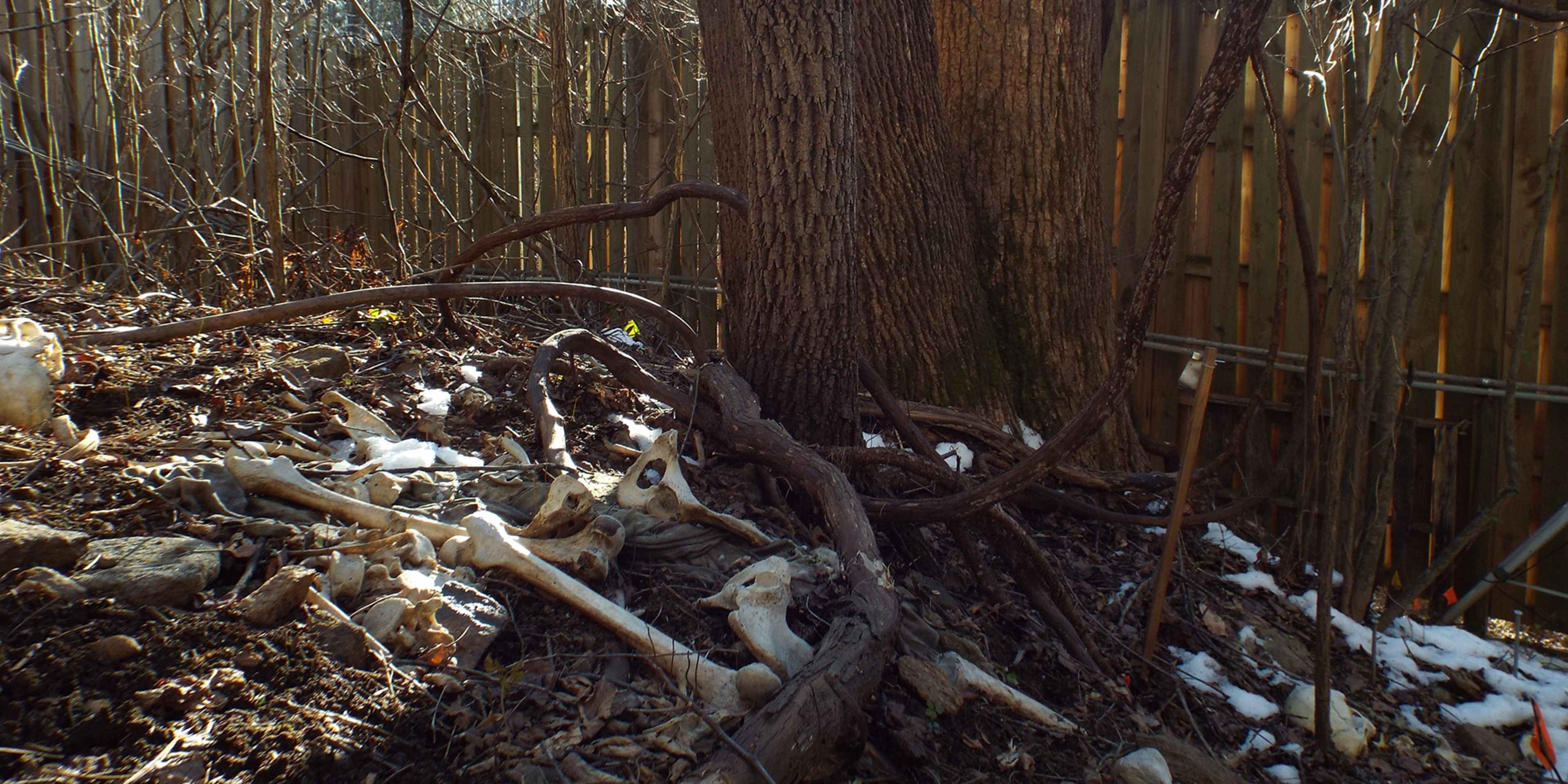 A weathered wooden fence surrounds a forest floor covered in fallen leaves, branches, and a dusting of snow, creating a natural and rustic scene.