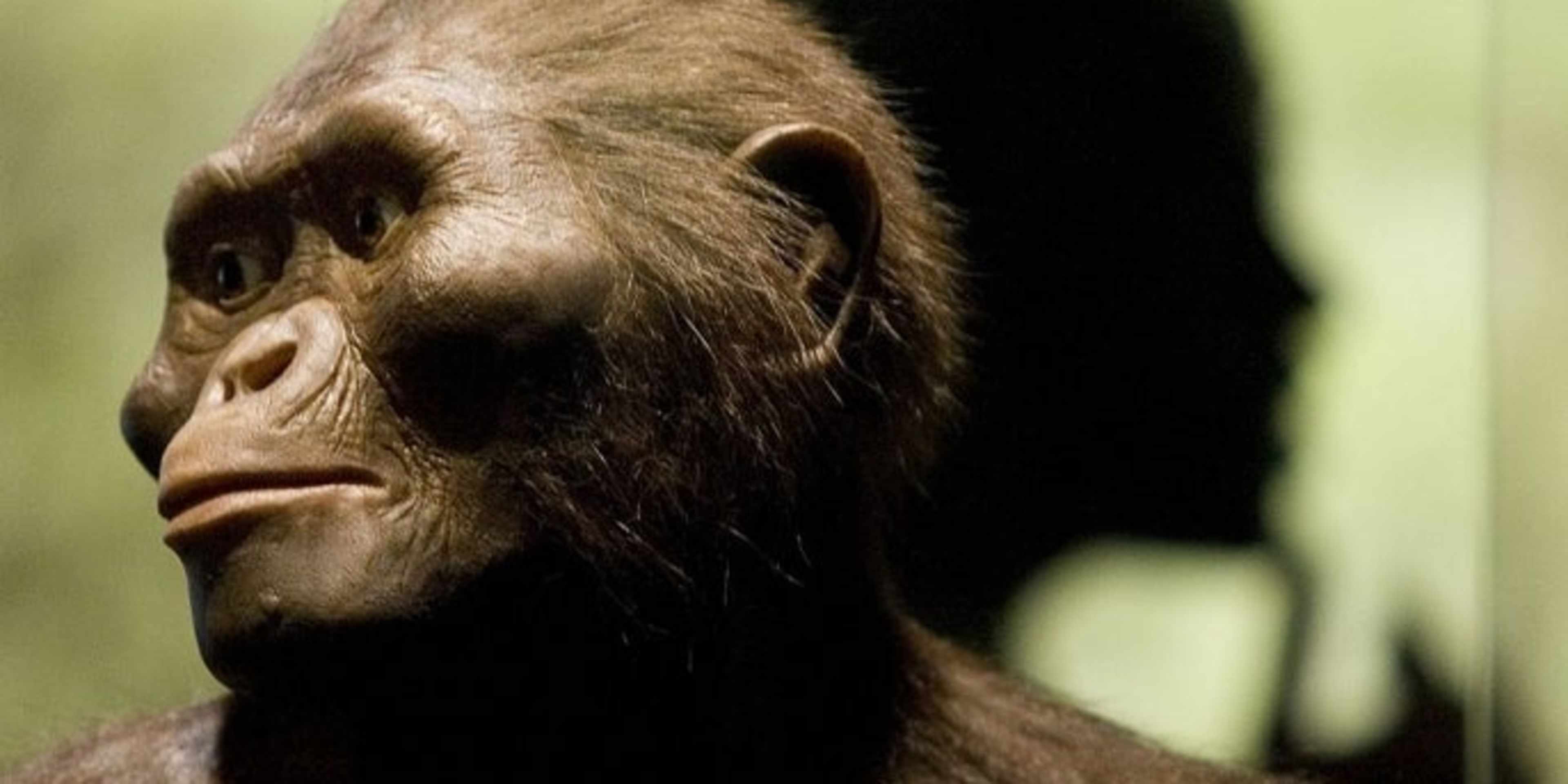 A sculptor's rendering of the hominid Australopithecus afarensis is displayed as part of an exhibition that includes the 3.2 million year old fossilized remains of "Lucy." (Credit: Dave Einsel / Getty Images)