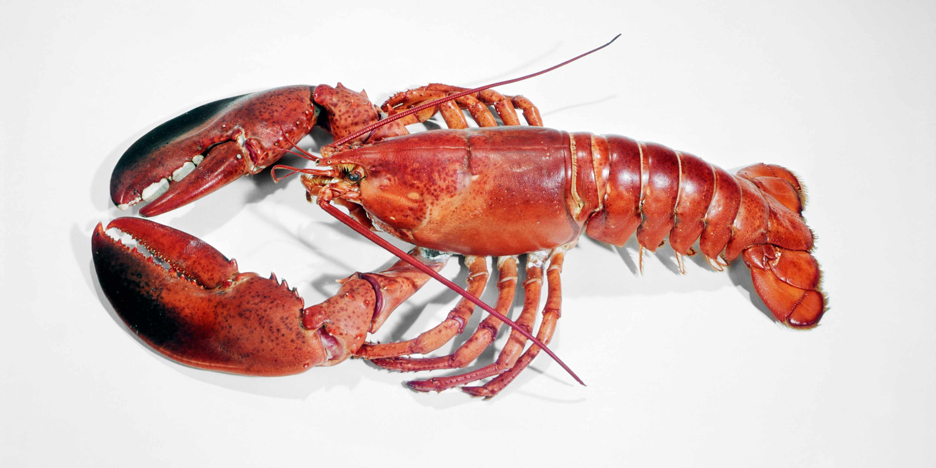 Lobster Lobster