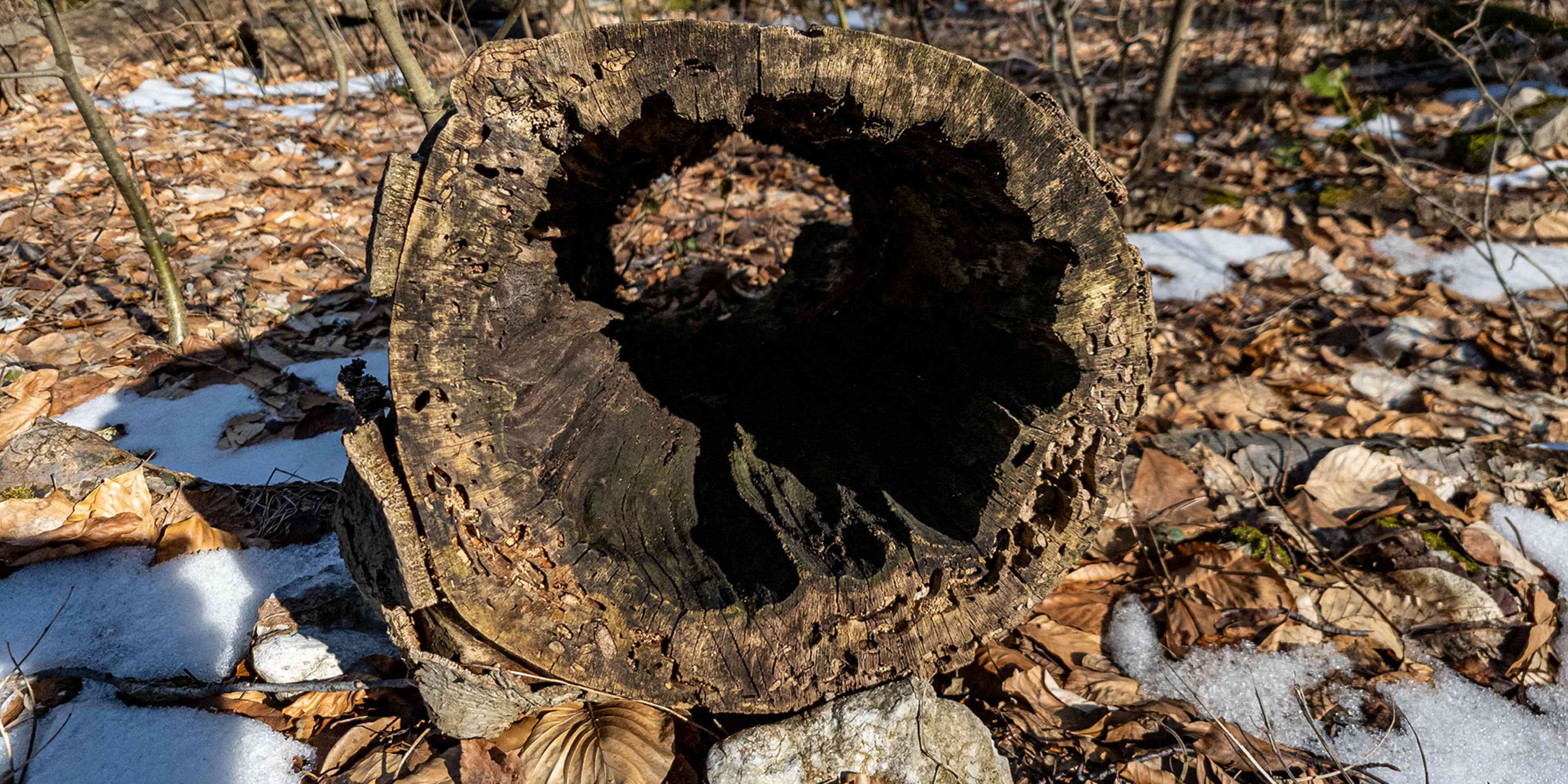 A hollow, decaying tree trunk lies on the forest floor, surrounded by fallen leaves and snow-covered ground.