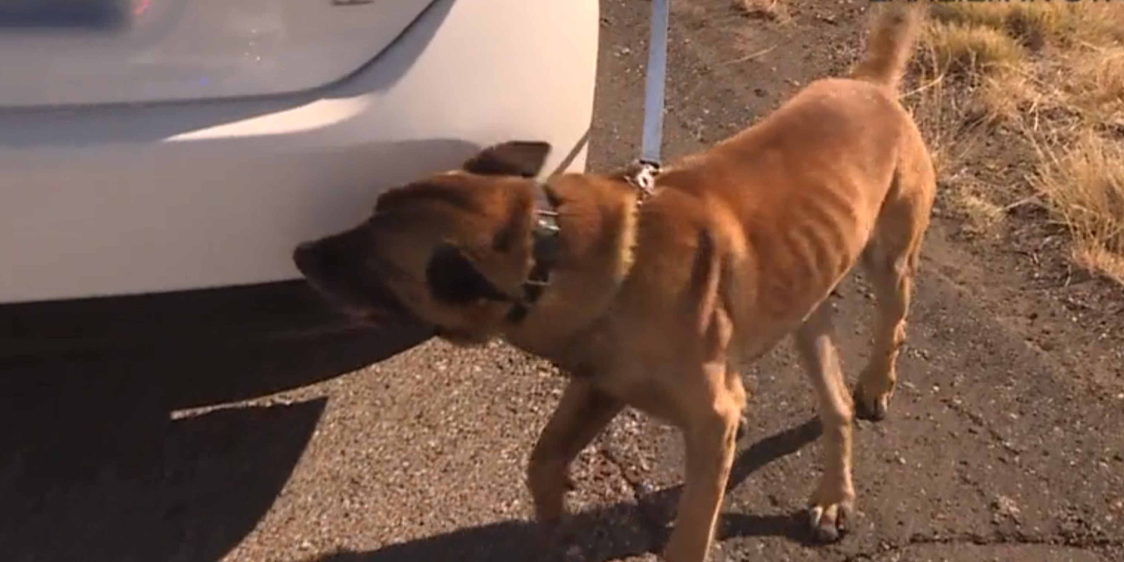 A brown dog stands on a dirt path next to a parked vehicle, with a grassy, rural landscape visible in the background.