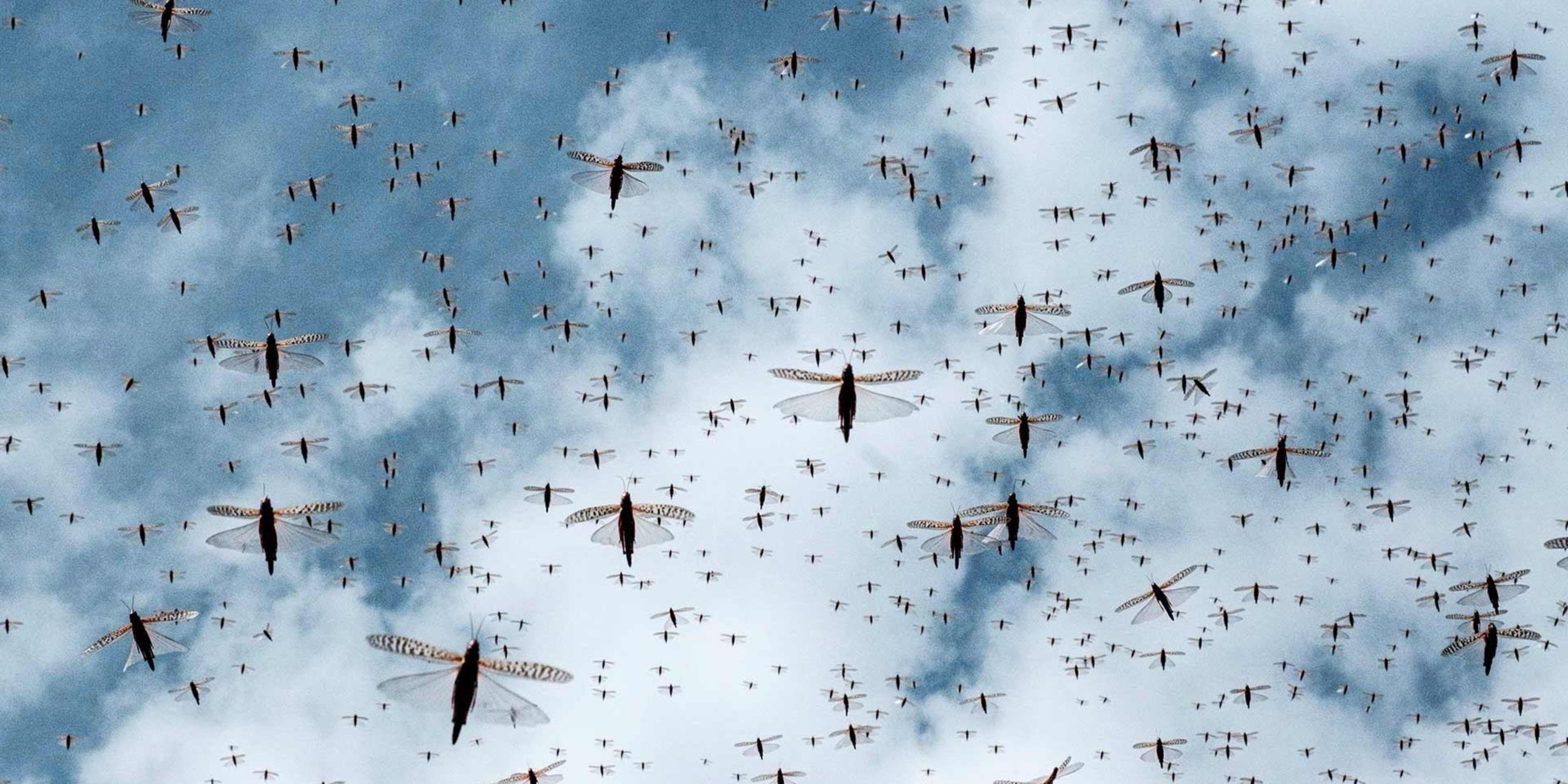 A locust swarm.