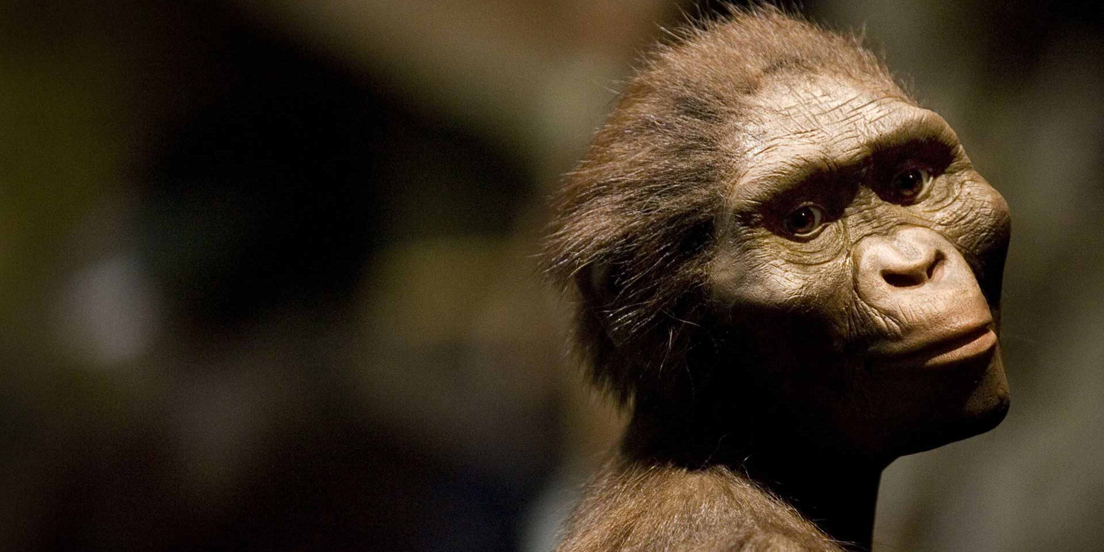 A sculptor's rendering of the hominid Australopithecus afarensis ("Lucy").