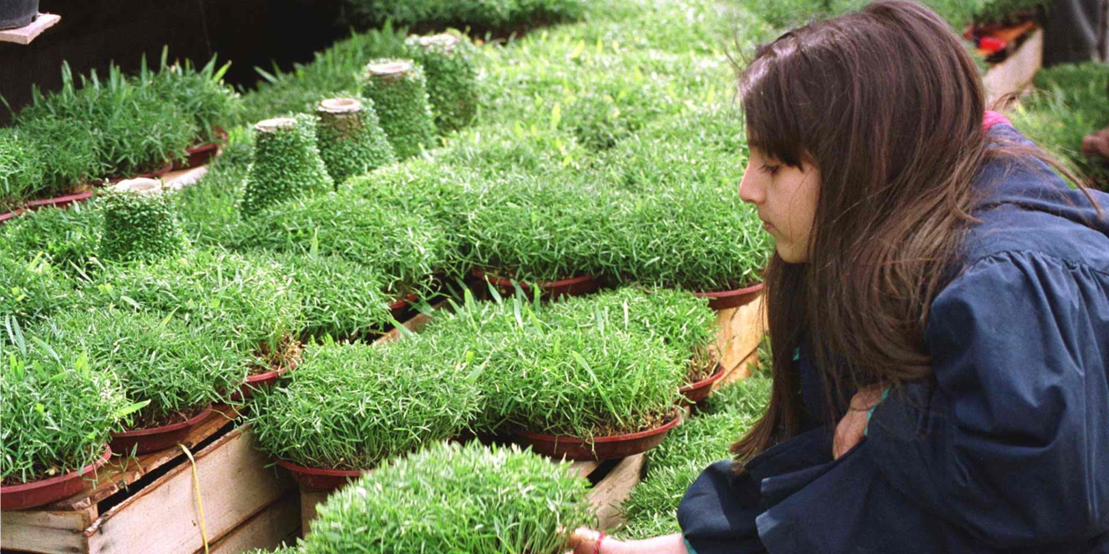 An Iranian girl buys bean sprouts on the occasion of Norooz, the Iranian new year, in Tehran, March 2000.