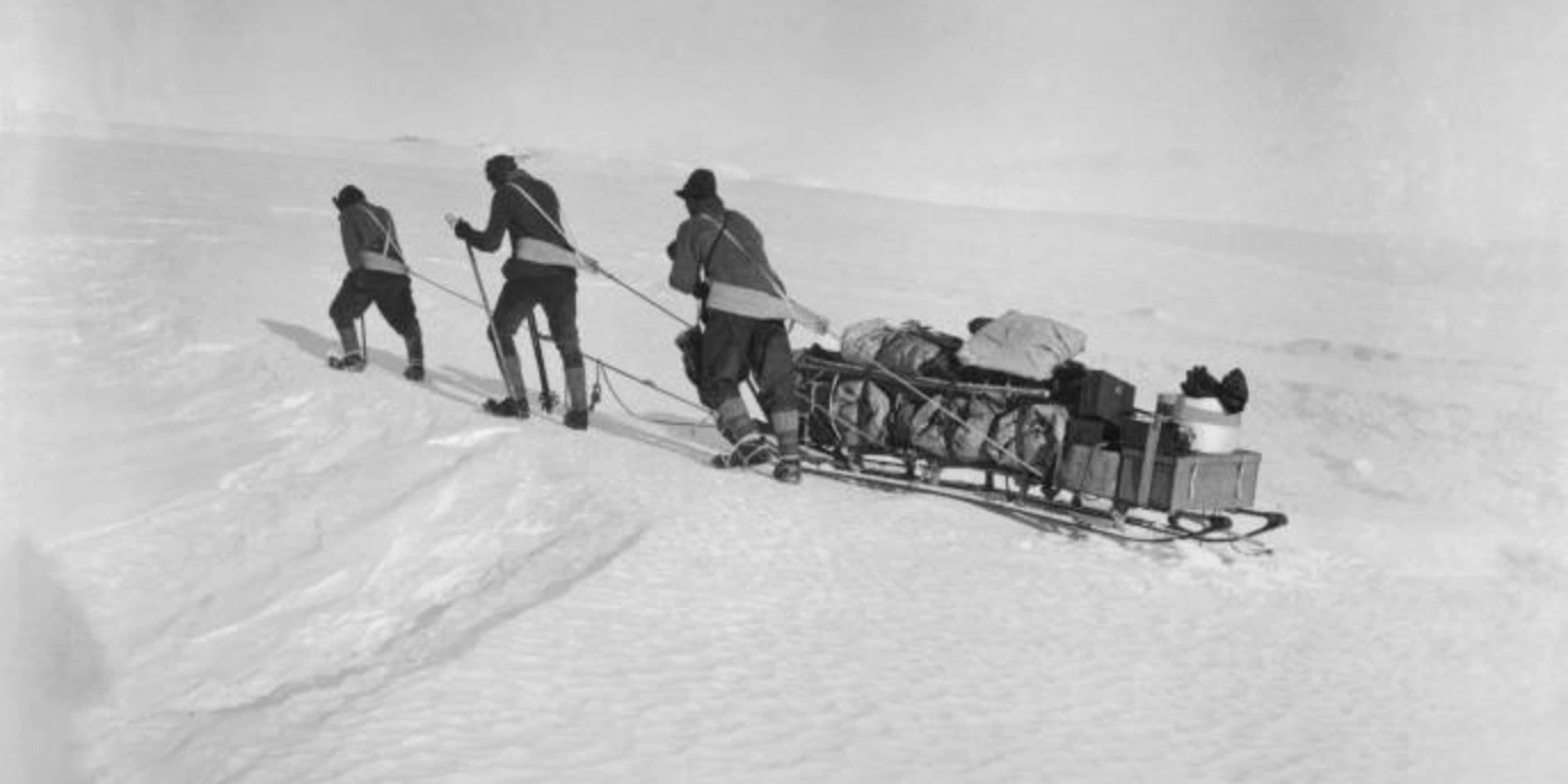 Robert F. Scott and two of his four companions set out for the South Pole pulling a sled. (Credit: Bettmann / Getty Images)