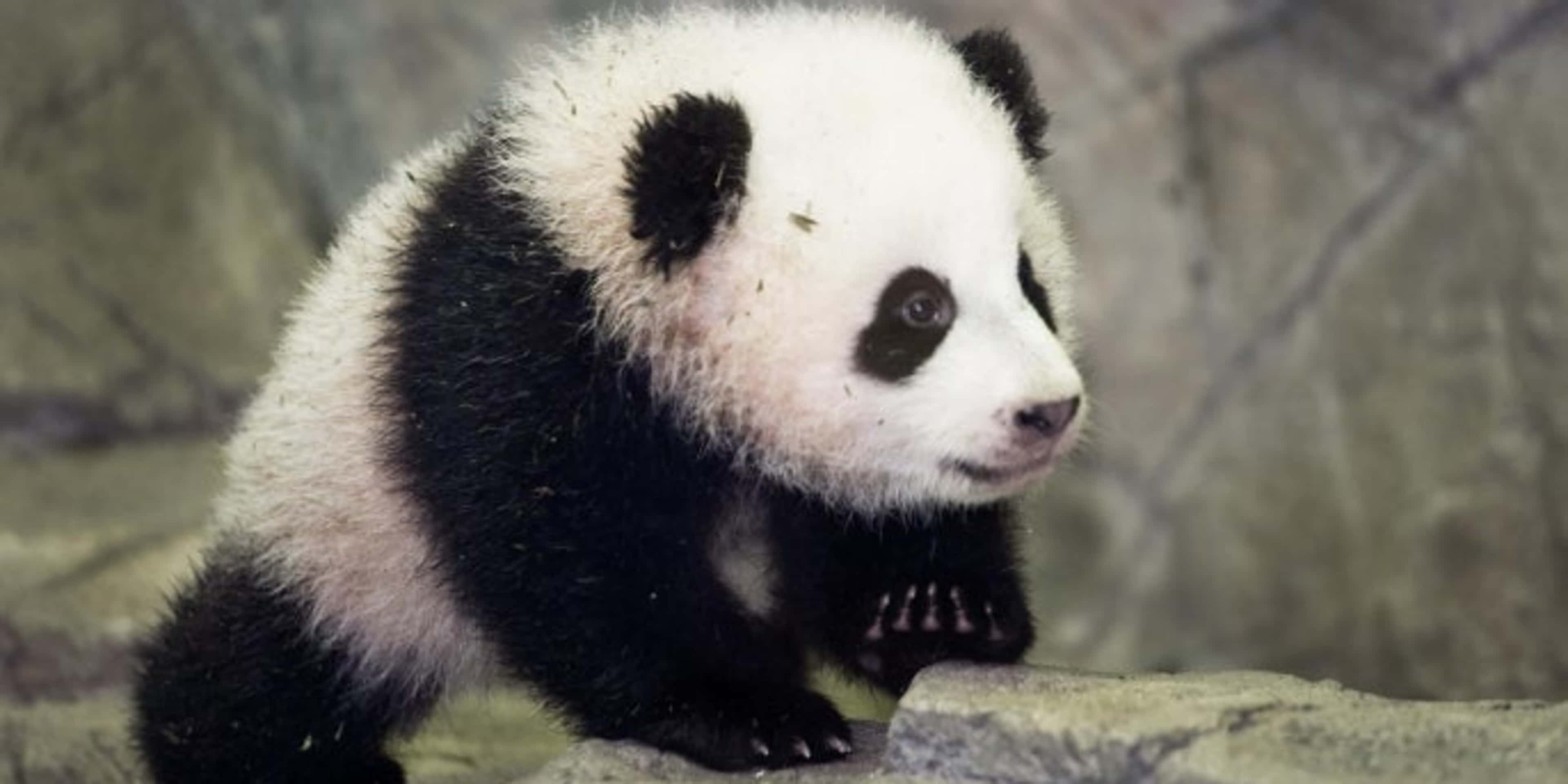 Bao Bao, the National Zoo's newest panda cub, meets the media for the first time on January 6, 2014.