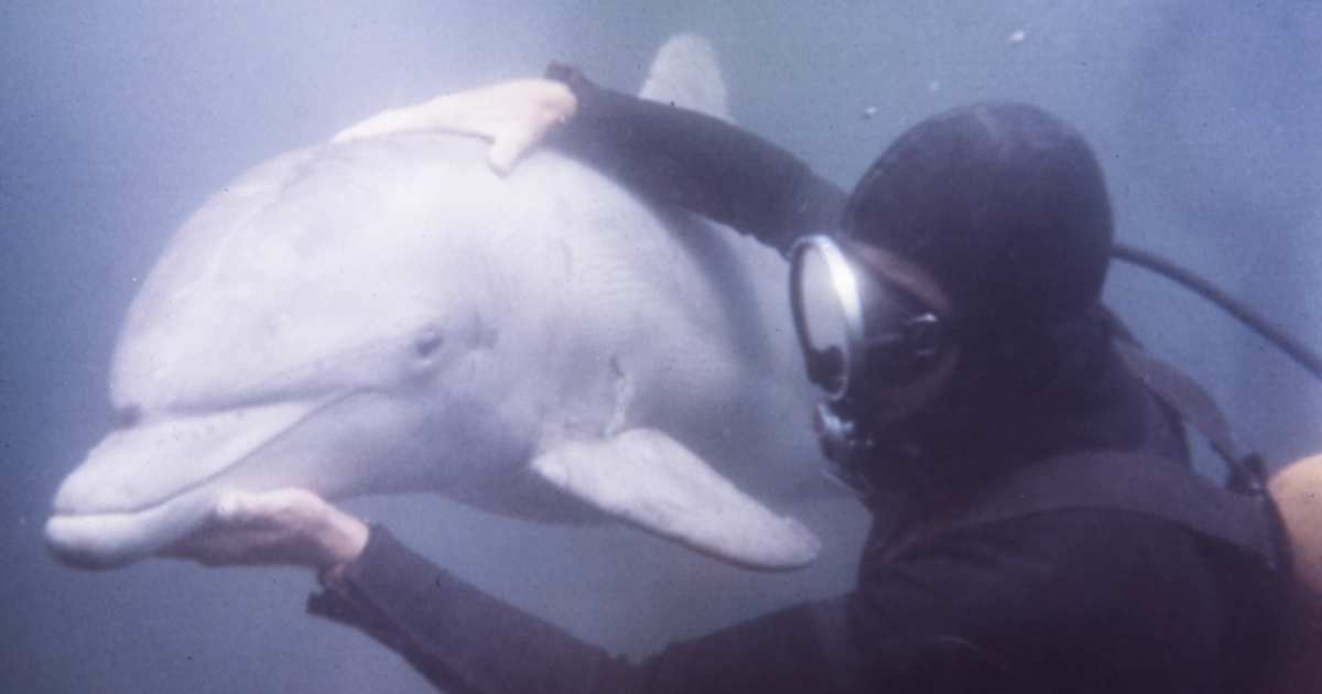 Navy’s Marine Mammal Program: Dolphins Thrive Amid Controversy