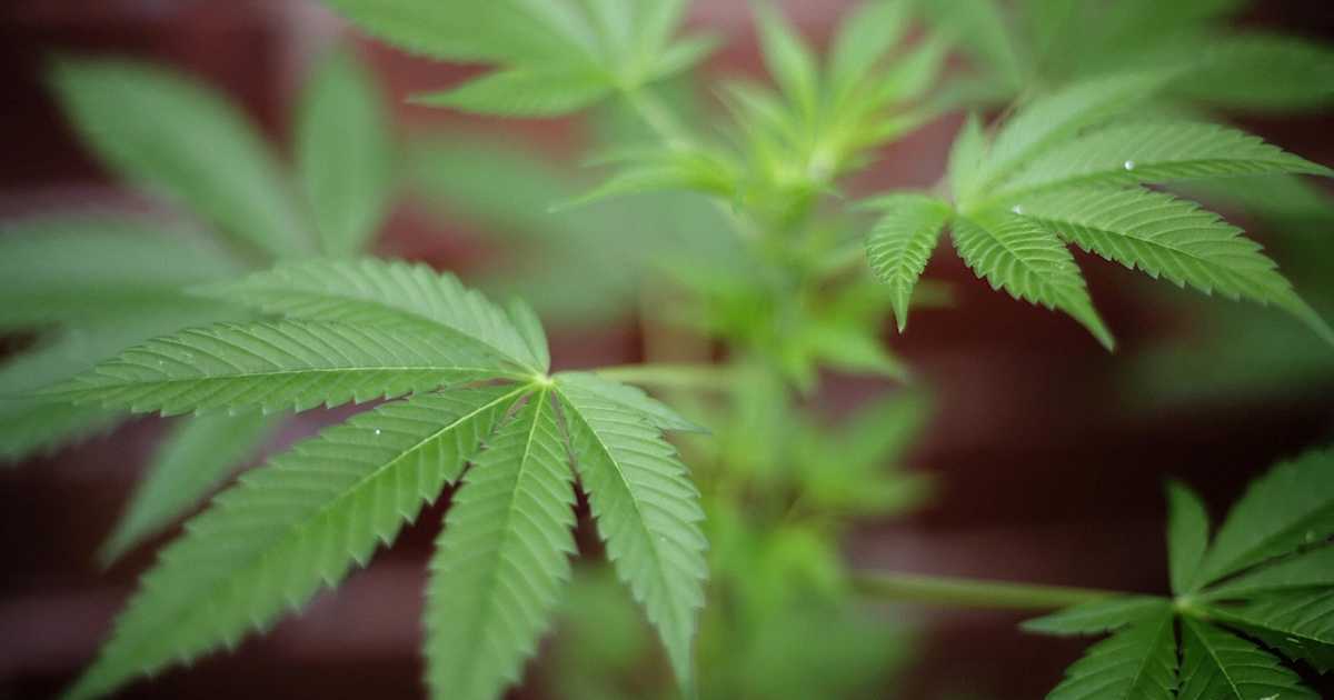 Marijuana - Plant, Use & Effects | HISTORY