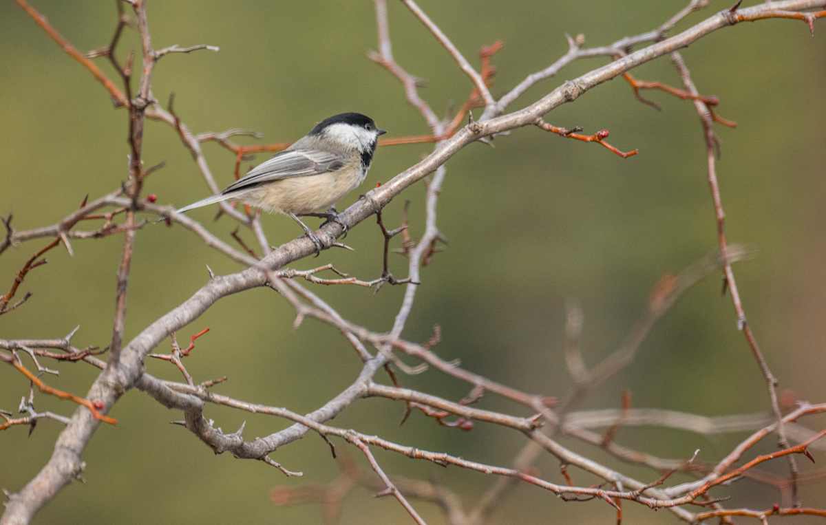 A Black-capped Chickadee (Parus atricapillus) in a bush along the Chiwawa River in eastern Washington State, USA.