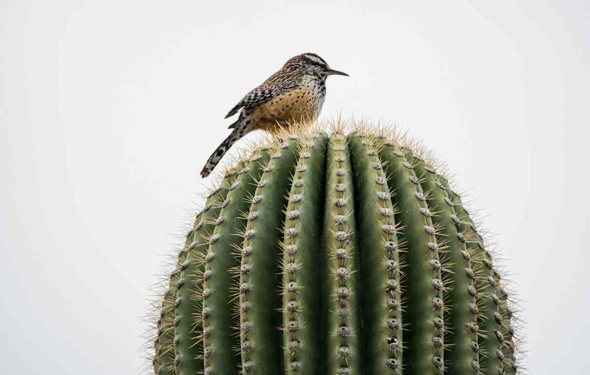 A cactus wren perched on top of a saguaro cactus. The cactus wren is the state bird of Arizona. They inhabit areas with various types of cacti, desert willow, yucca, palo verde, and other desert shrubs.