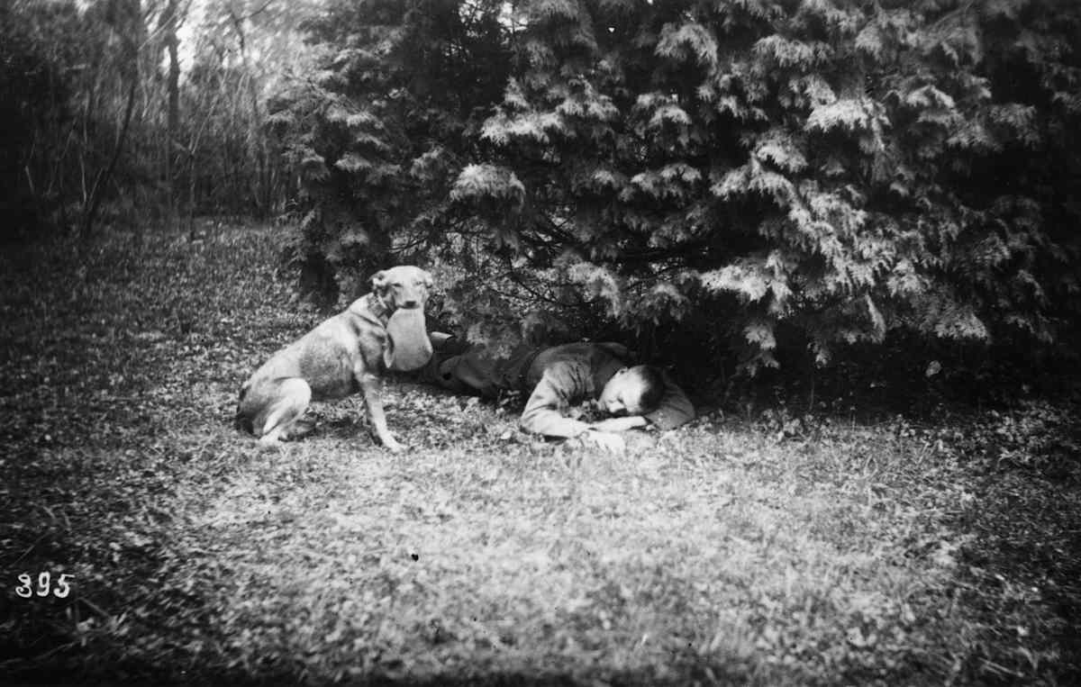 WWI Dogs