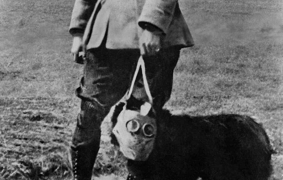 WWI Dogs