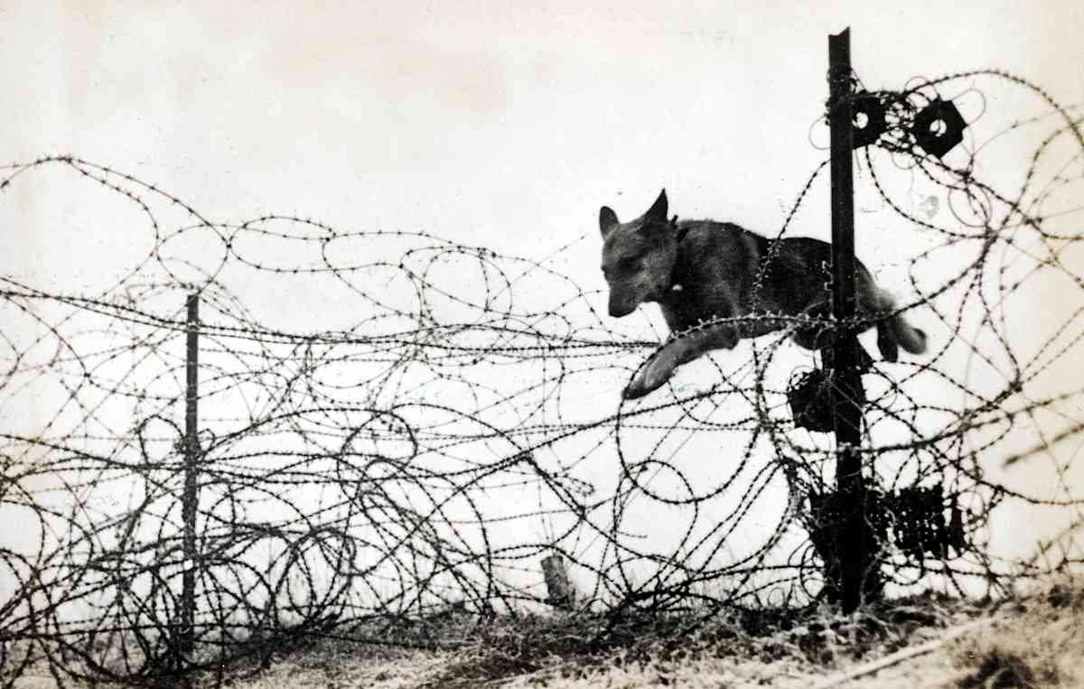 WWI Dogs