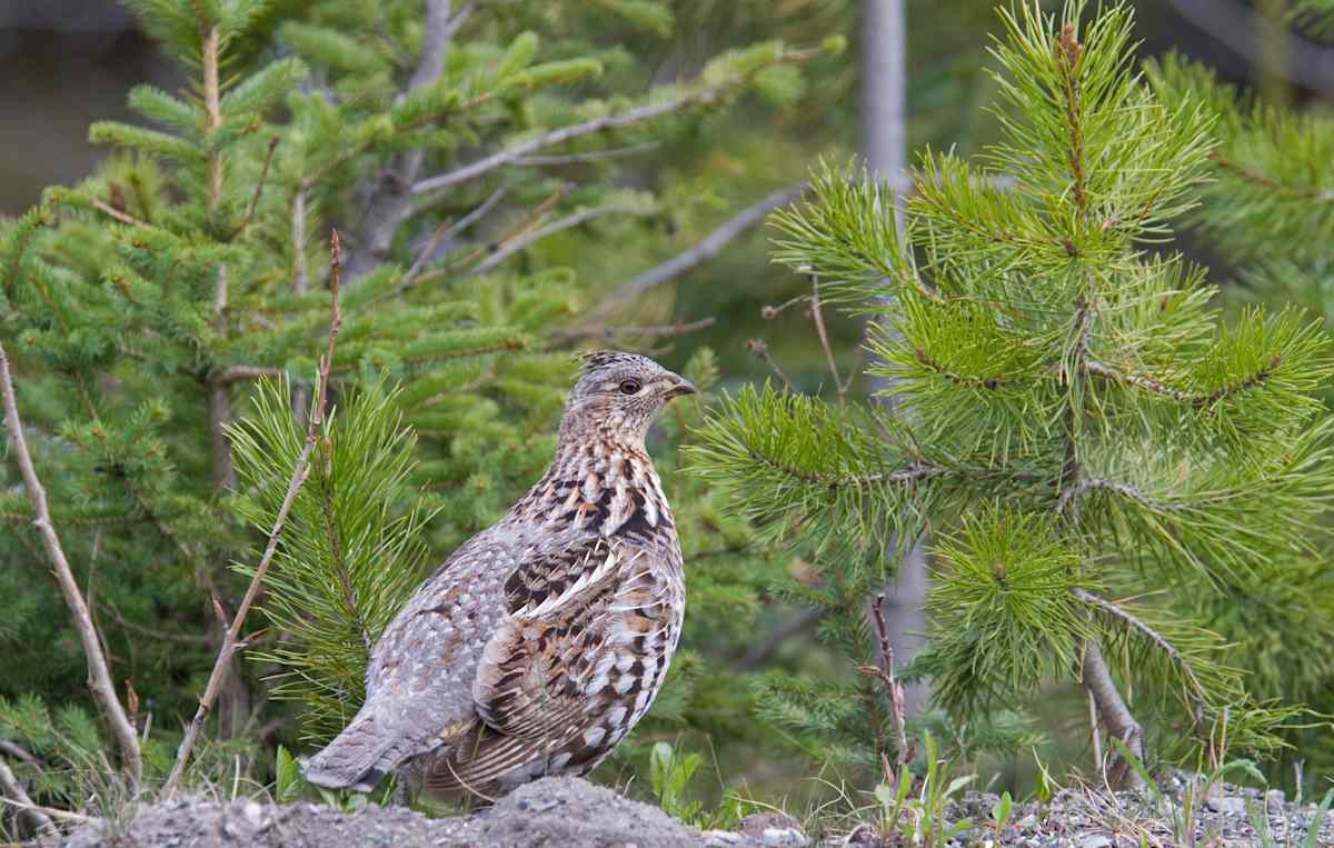 Ruffed Grouse female against a background of fresh green pine trees