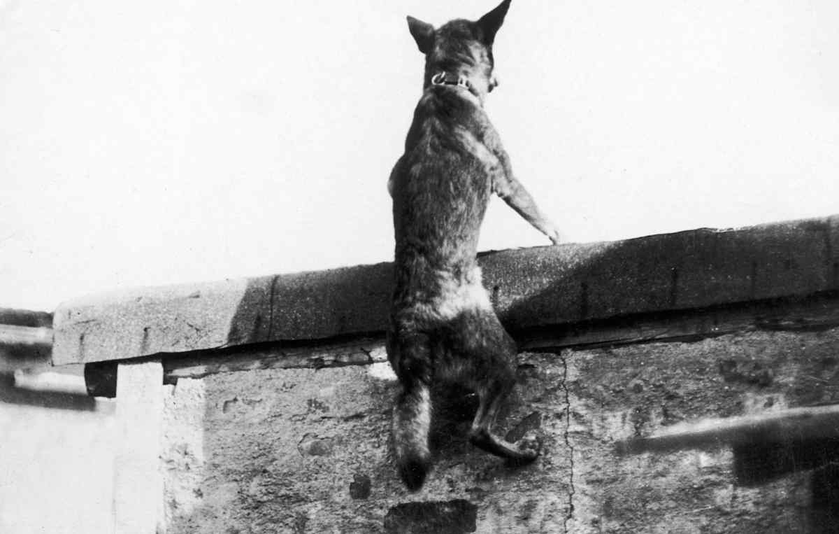 WWI Dogs