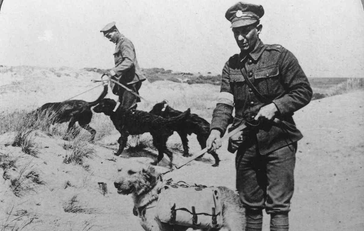 WWI Dogs