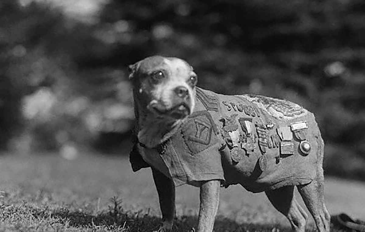 Sergeant Stubby