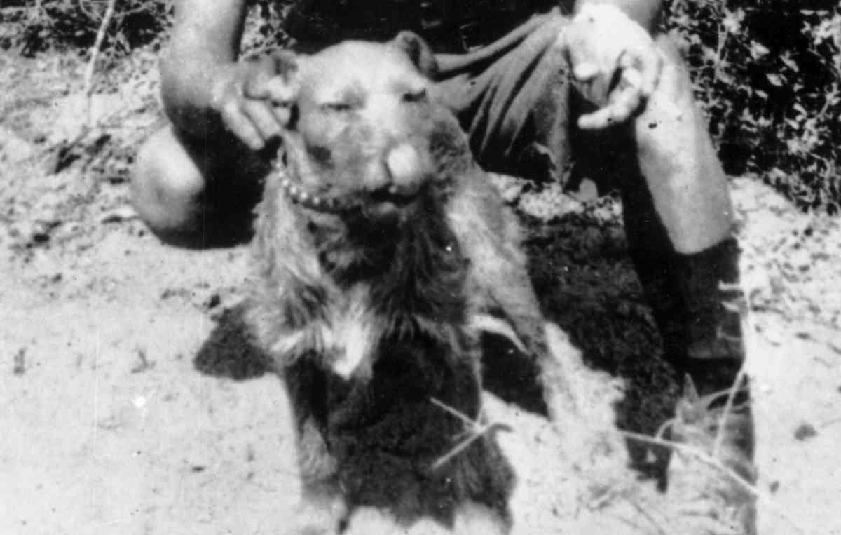 WWI Dogs