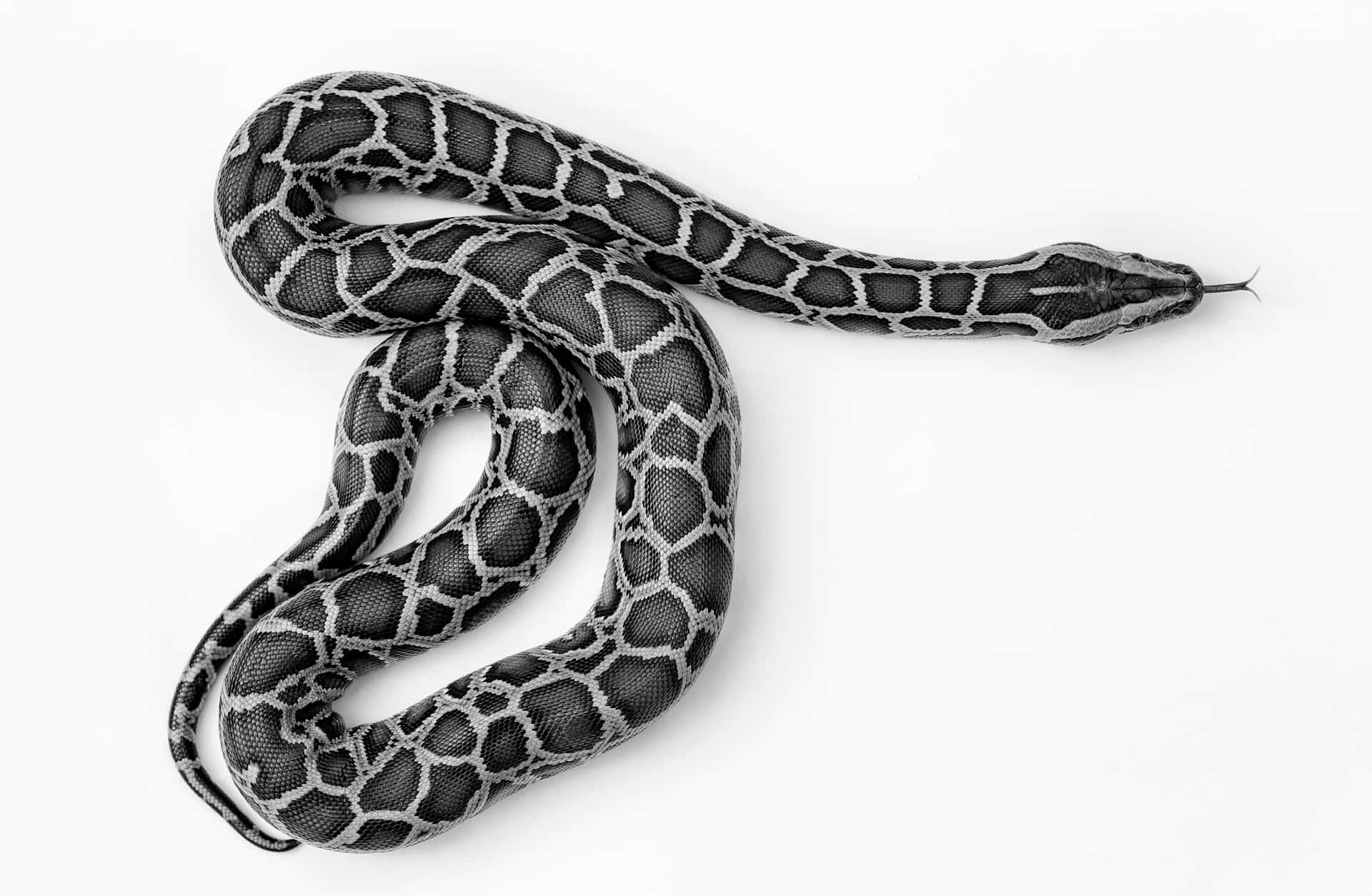 Burmese Python