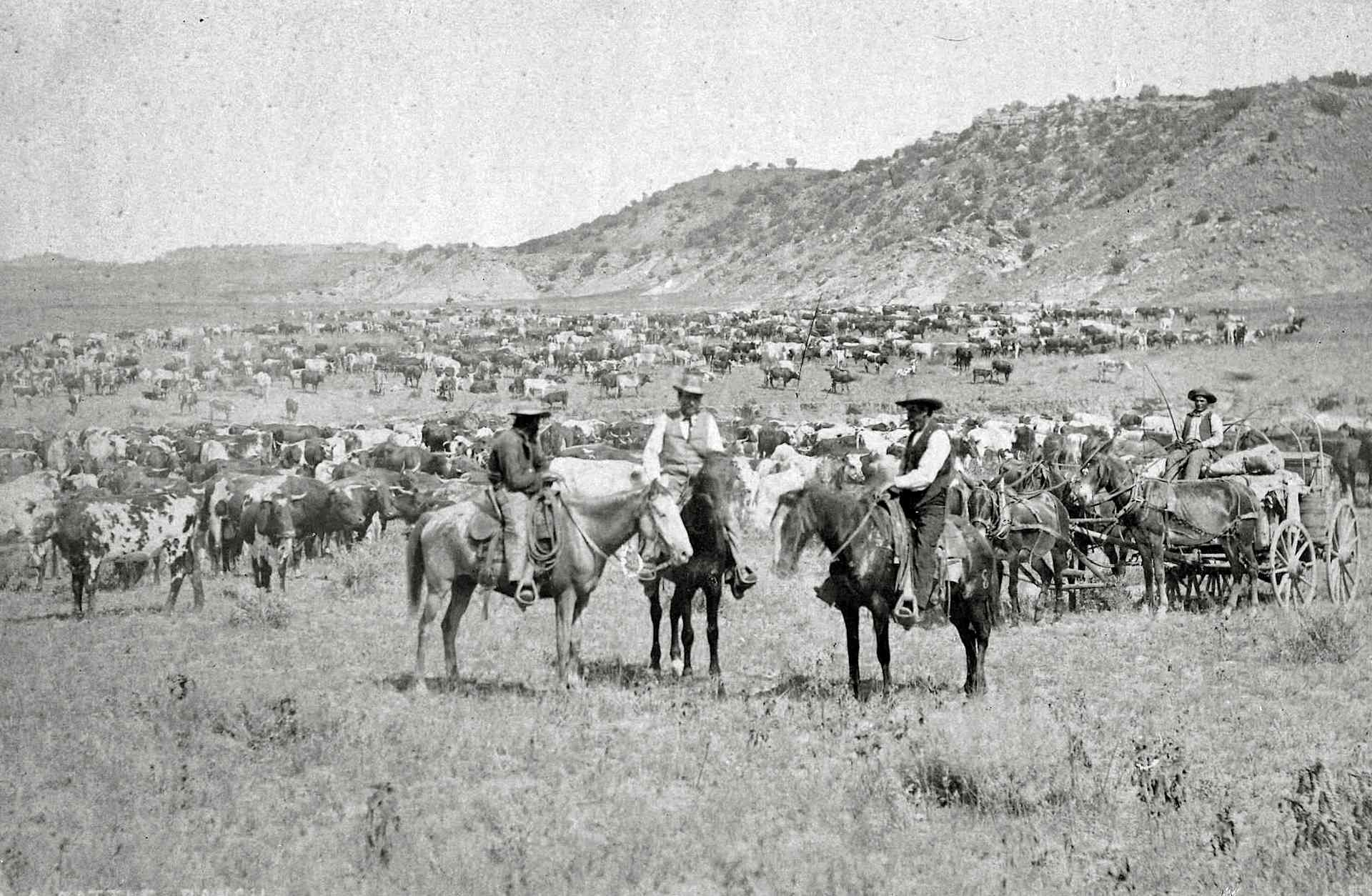 Cowboys herding cattle on the open range