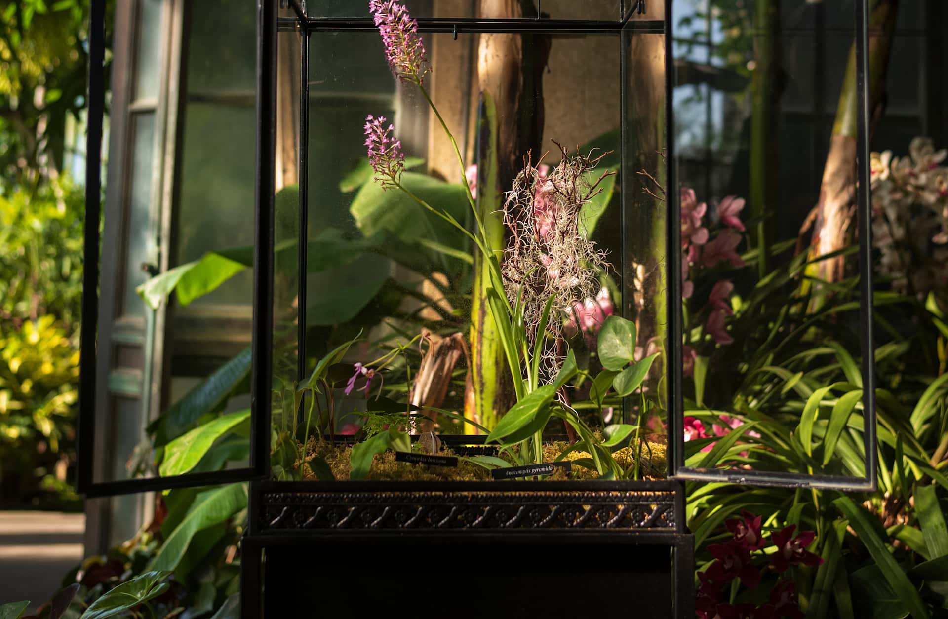 An orchid growing in a Wardian Case, displayed in a greenhouse, with sunbeams shine through it.