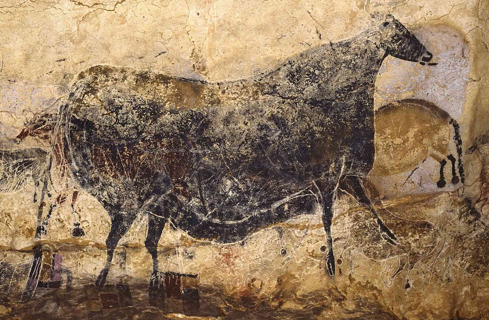 Black Cow. Caves Painting Of Lascaux