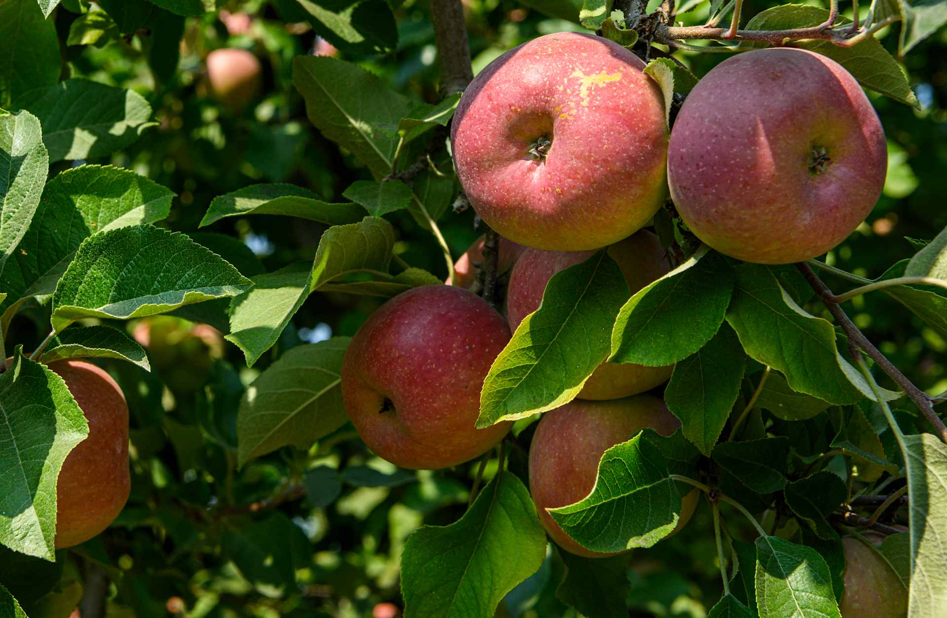 Close-up of Red Apples Ripening On Tree