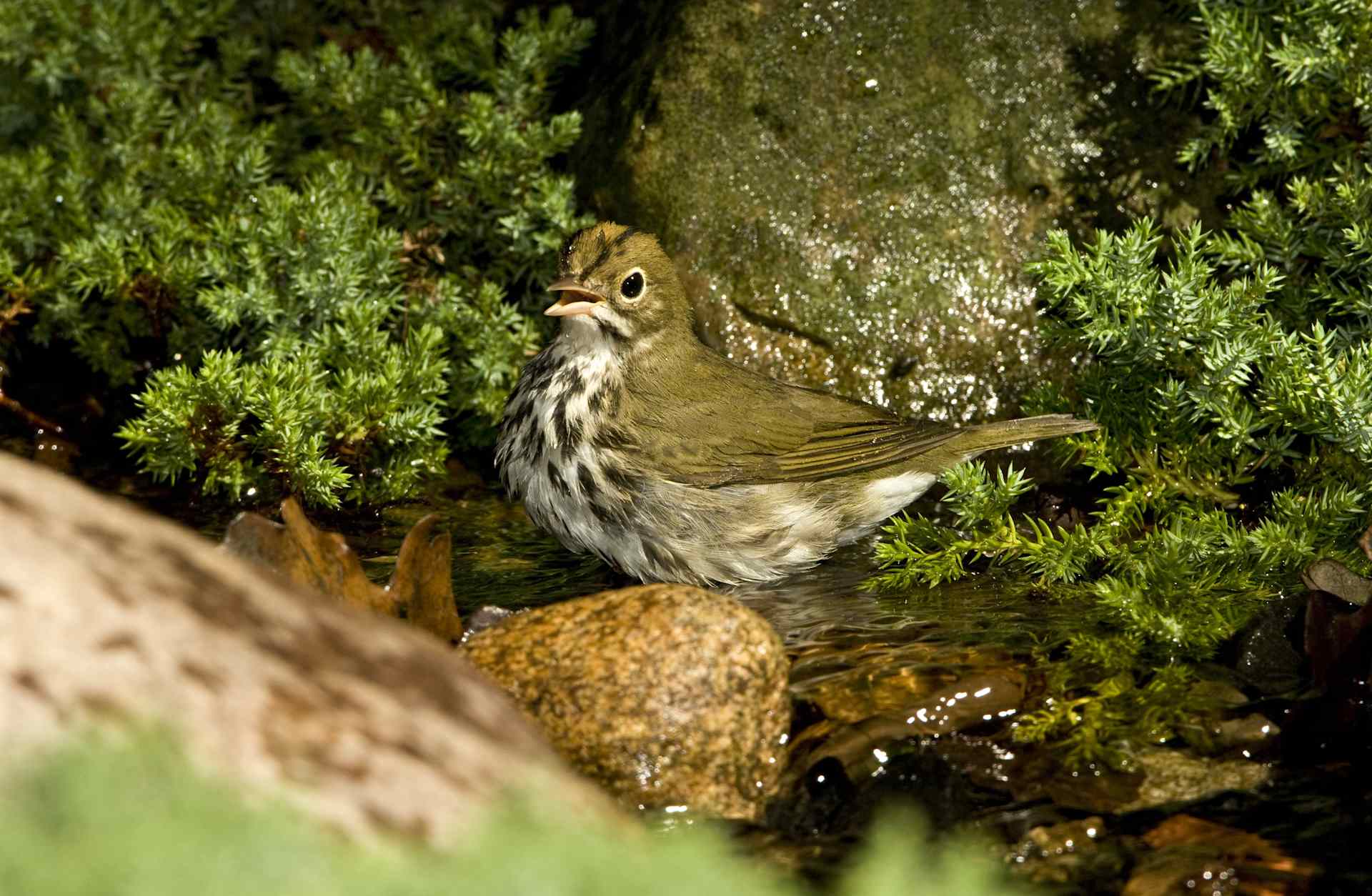 Minnesota, Mendota Heights Ovenbird