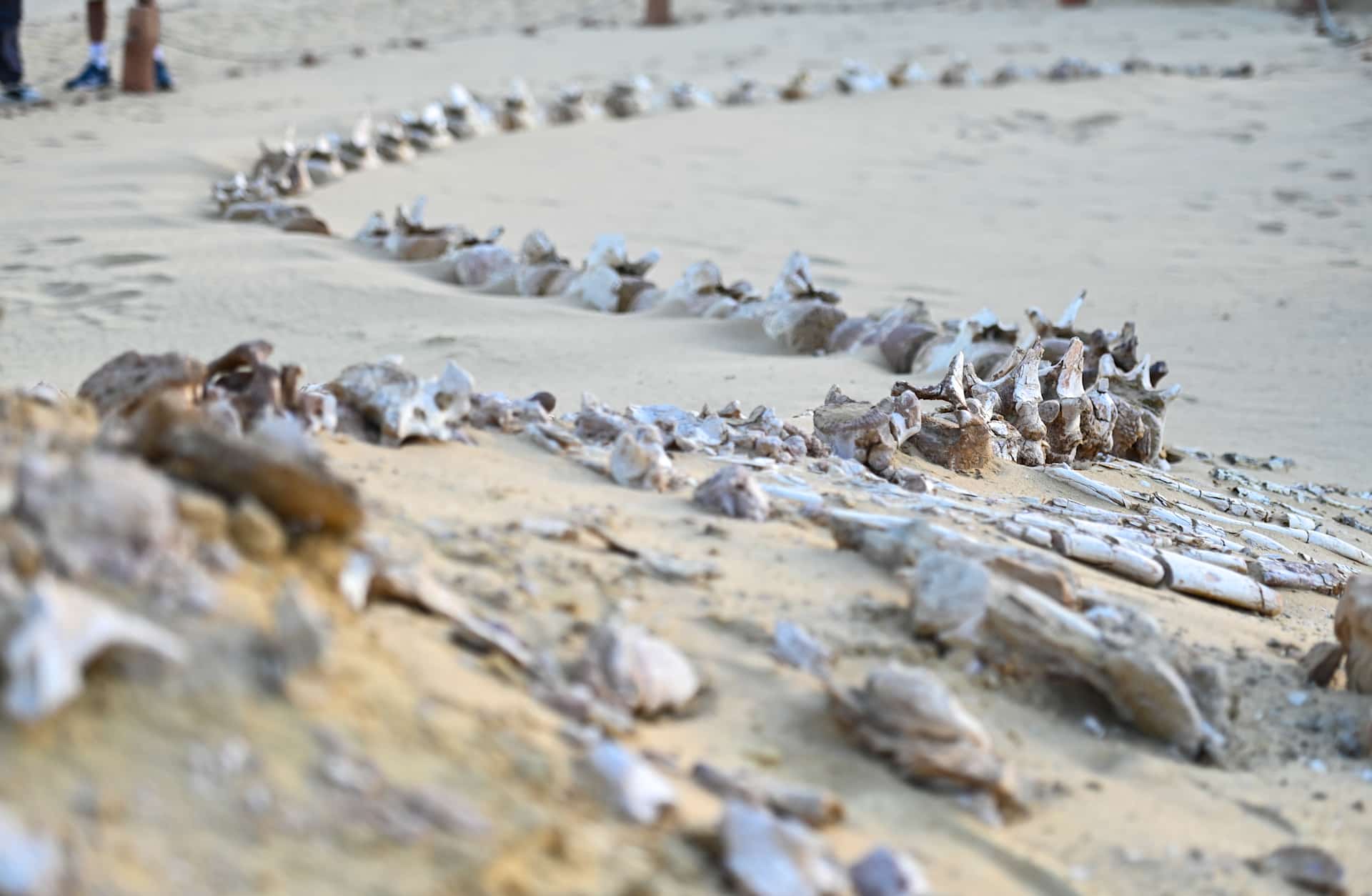 A Basilosaurus whale fossil at Wadi Al-Hitan (Whale Valley) in Egypt’s Faiyum Desert.