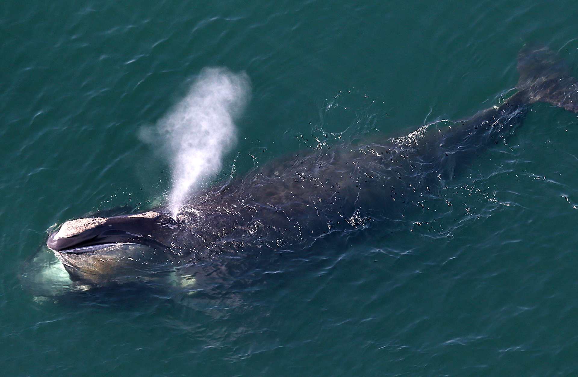 Right Whales Spotted Close To Shore On Cape Cod Bay
