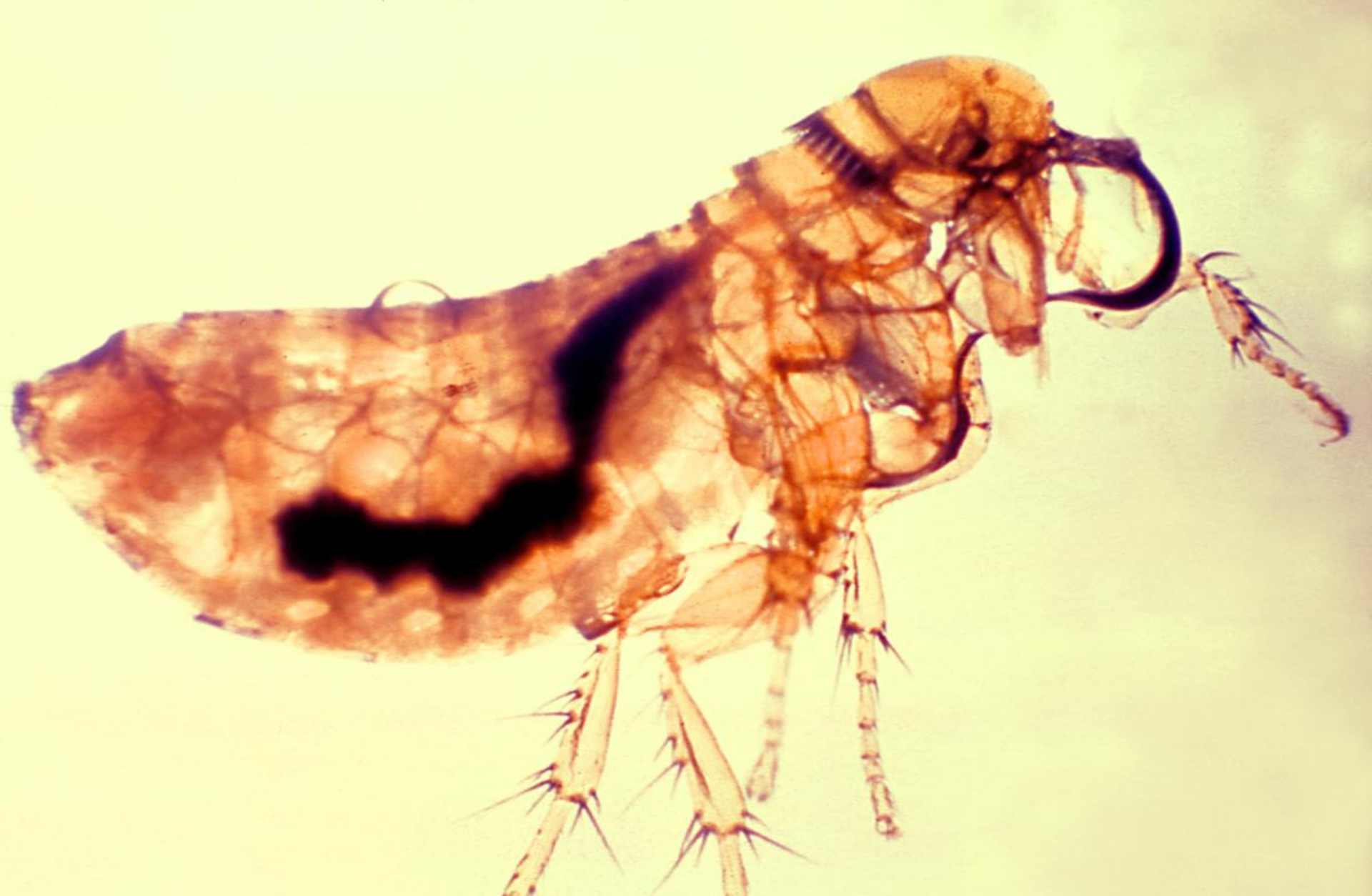 A flea infected with the plague. (Credit: Smith Collection/Gado/Getty Images)