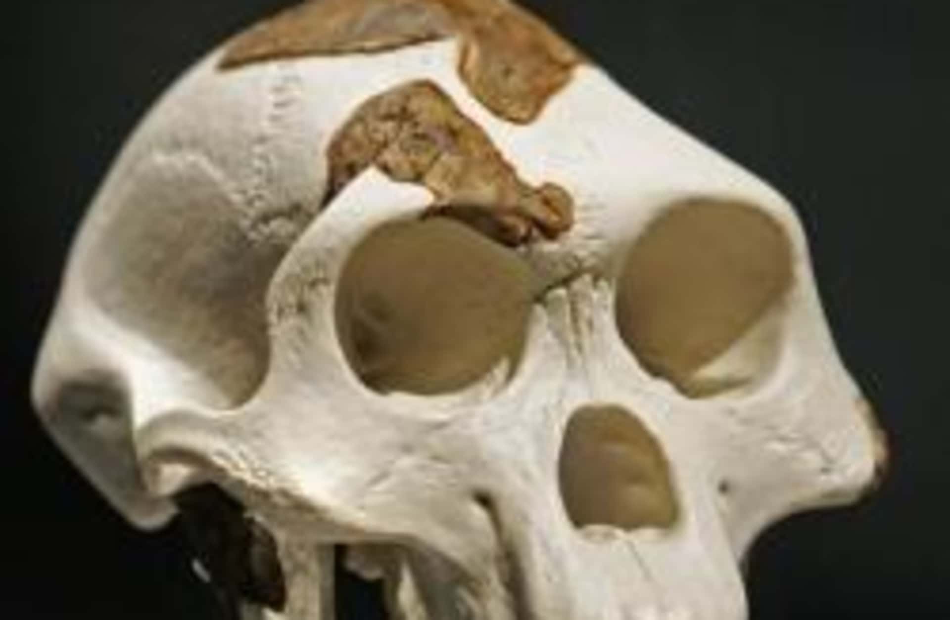 A full-scale replica of Lucy's skull (Credit: Craig Hartley/Bloomberg via Getty Images)