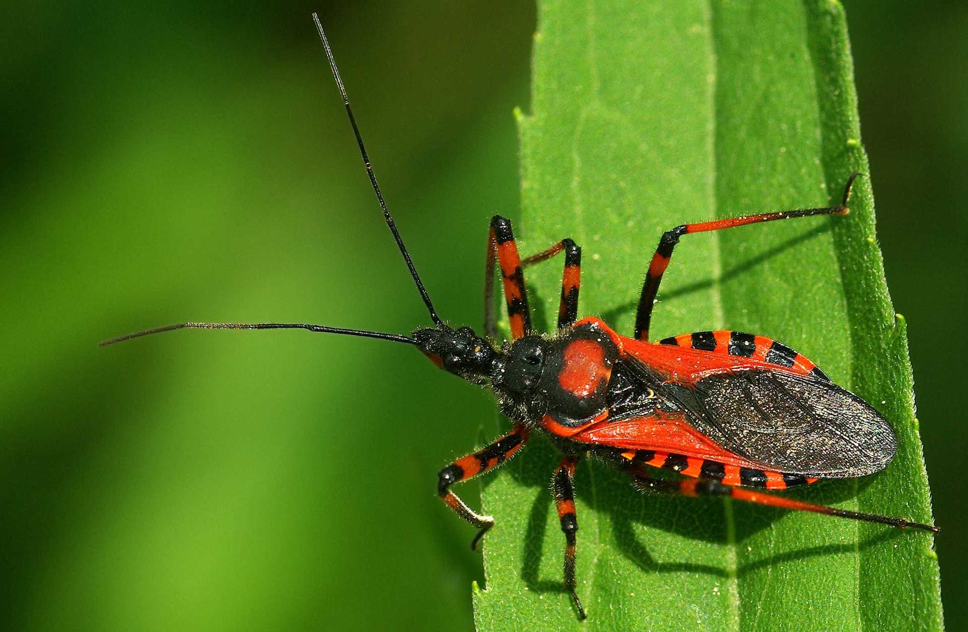 Weaponized Insects: Assassin Bugs