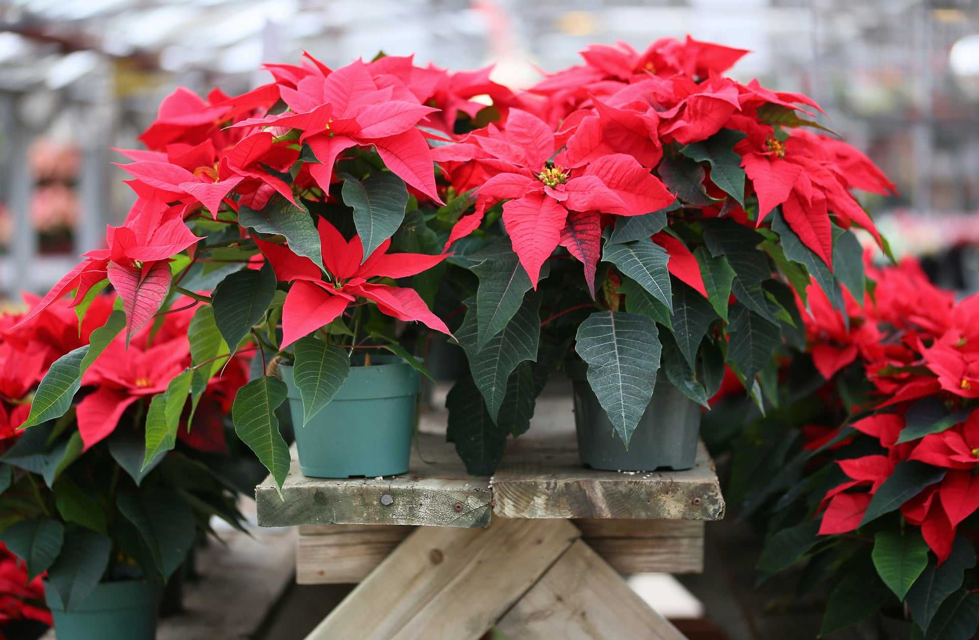 Christmas Traditions: Poinsettias