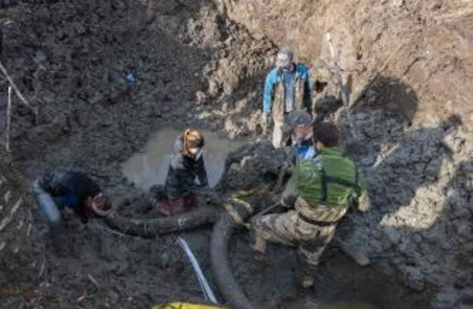 Daniel Fisher, director of the U-M Museum of Paleontology and professor at the University of Michigan, leads the dig near Chelsea. (Credit: Daryl Marshke/University of Michigan)