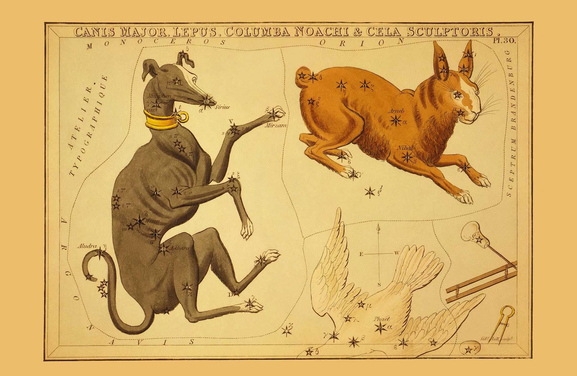 Dog Days of Summer: Canis Major