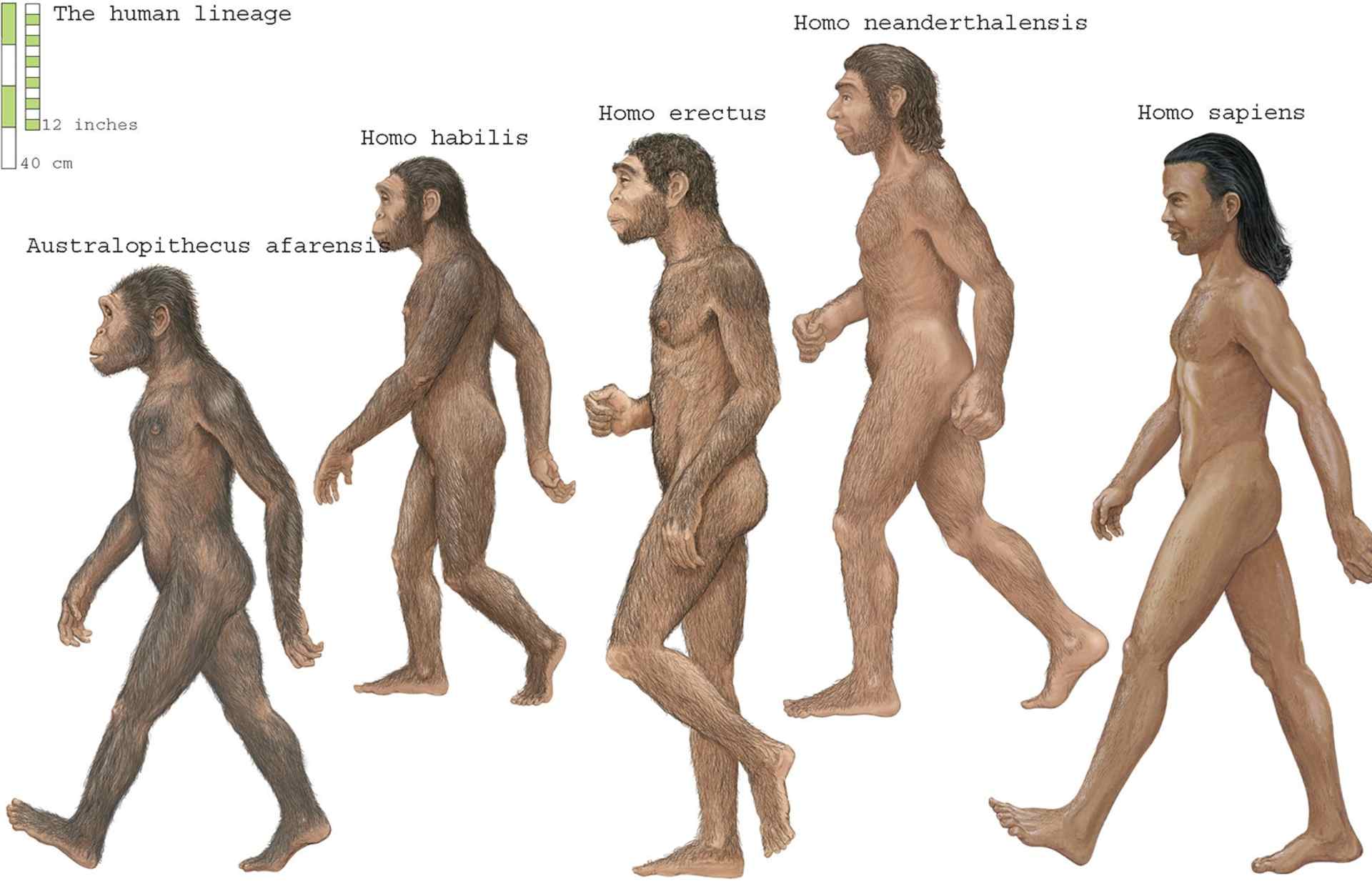 Human Evolution